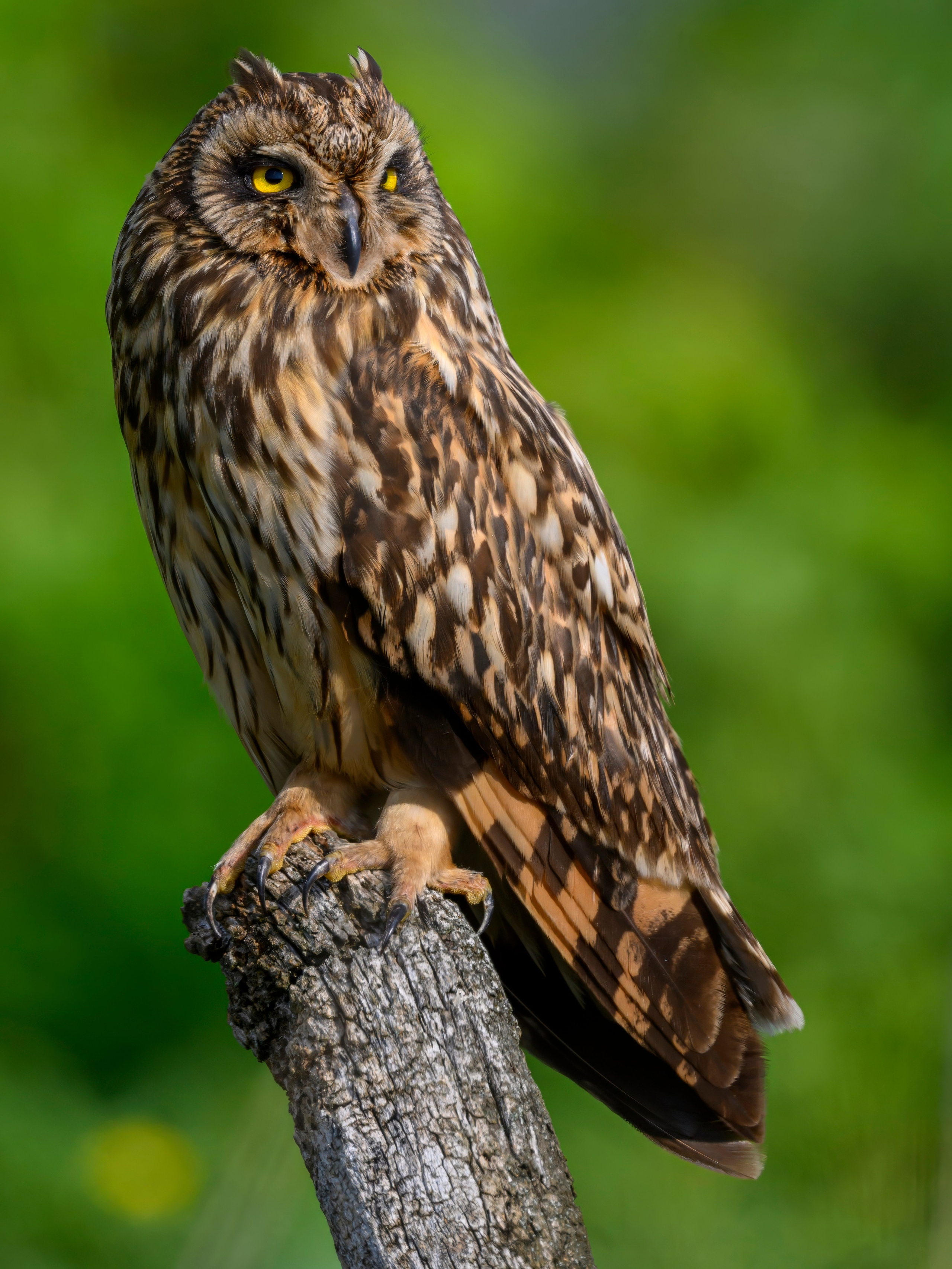 Цапли и совы. Herons and Owls. Wildlife photography by Sergey Puponin