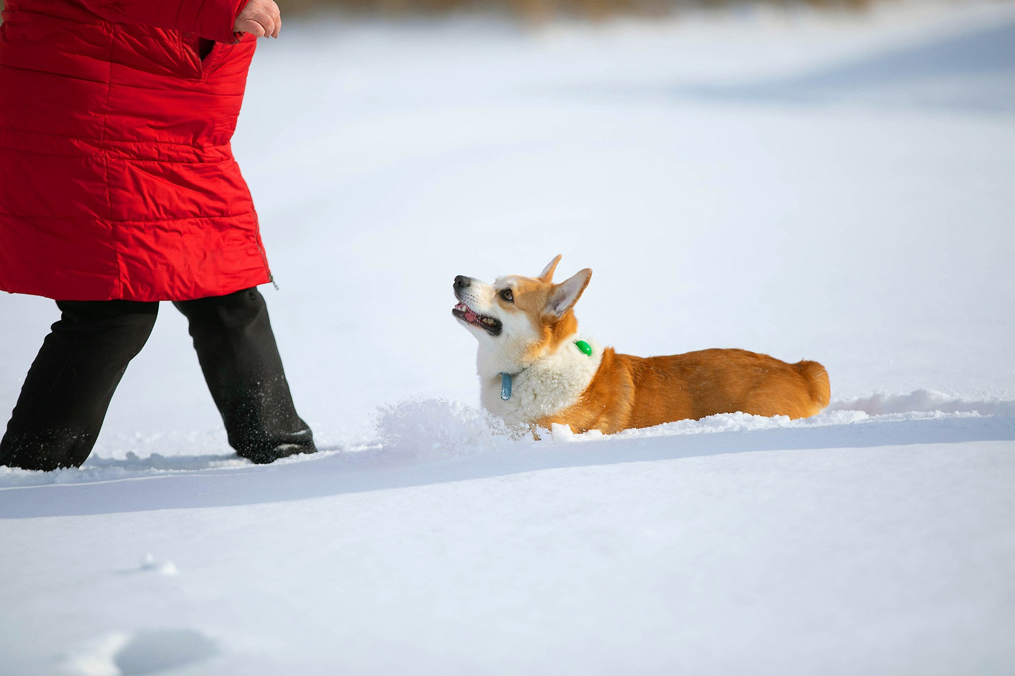 Корги-туса. Фотограф-анималист в Омске Екатерина Маричева
