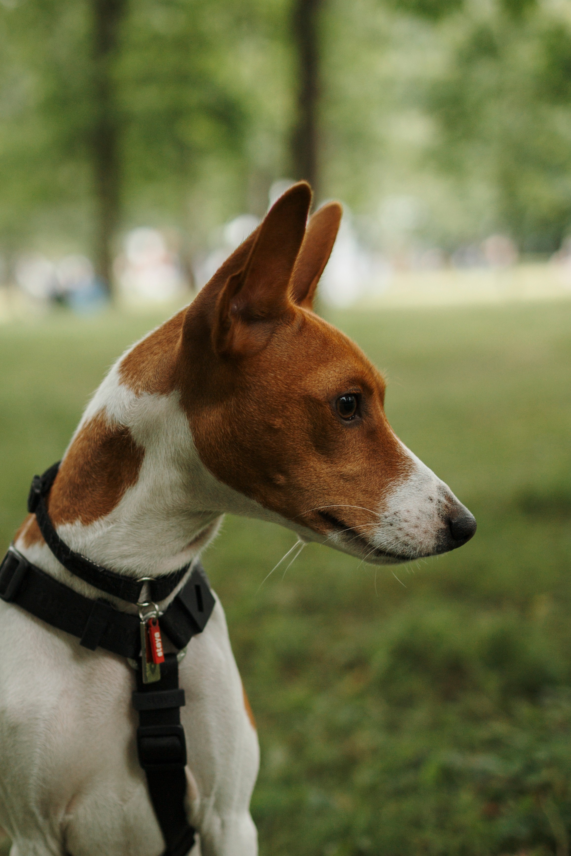 Обо мне. Фотограф-анималист в Санкт-Петеребурге Титова Алиса