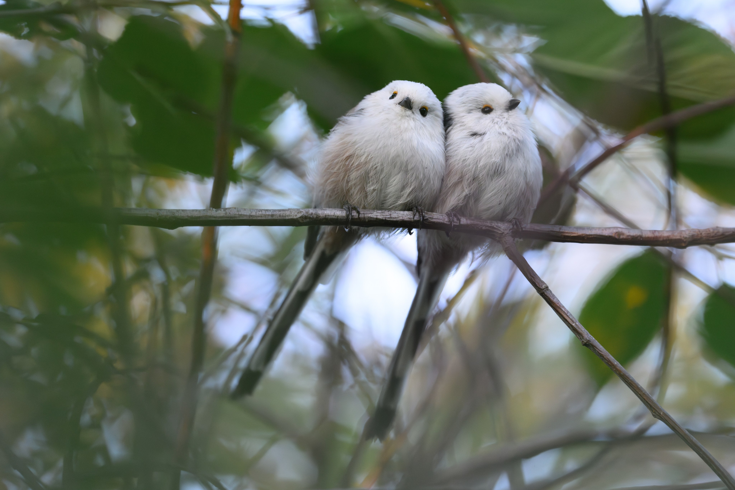 Спортивный и репортажный фотограф Рустам Афлятунов в Казани