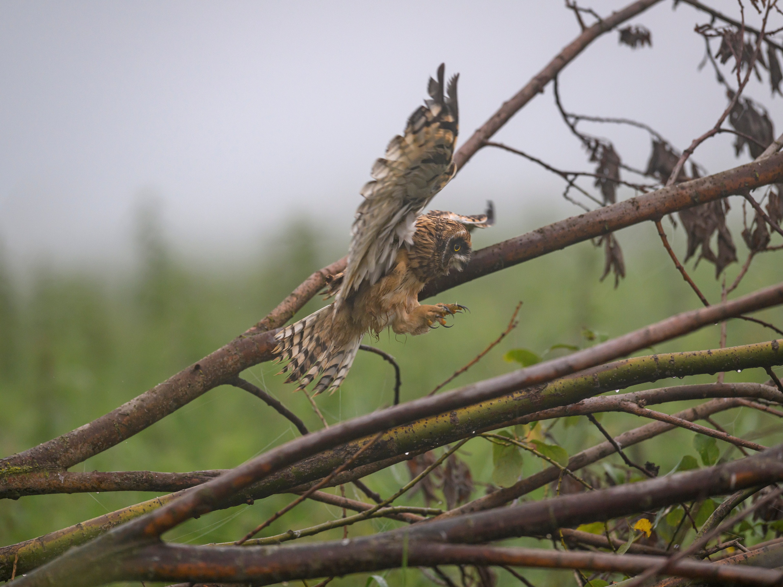 Утро с совятами. Morning with Owlets. Фотограф Сергей Пупонин