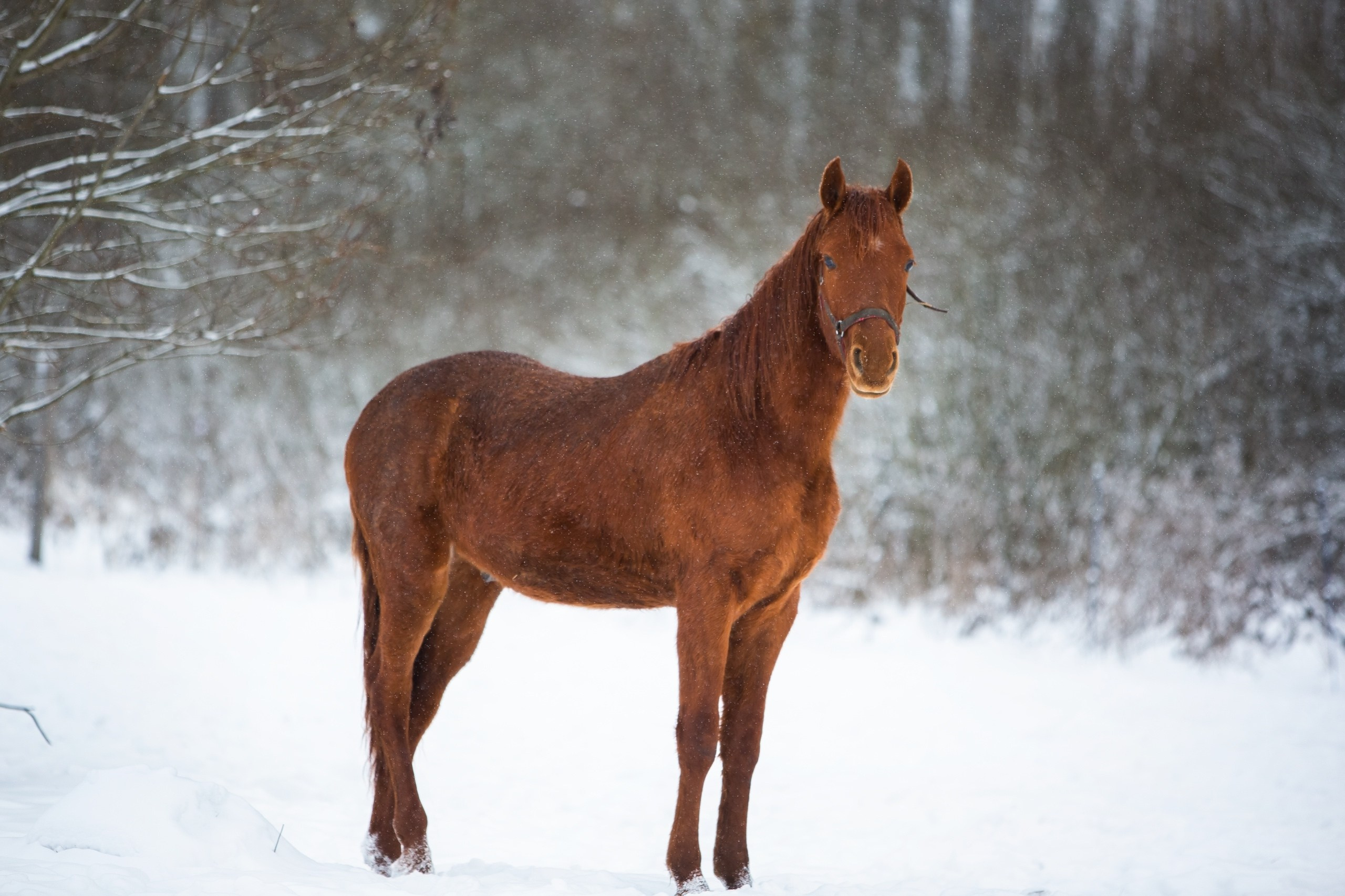 Проект донские лошади. Конный фотограф Юлия Дроздова