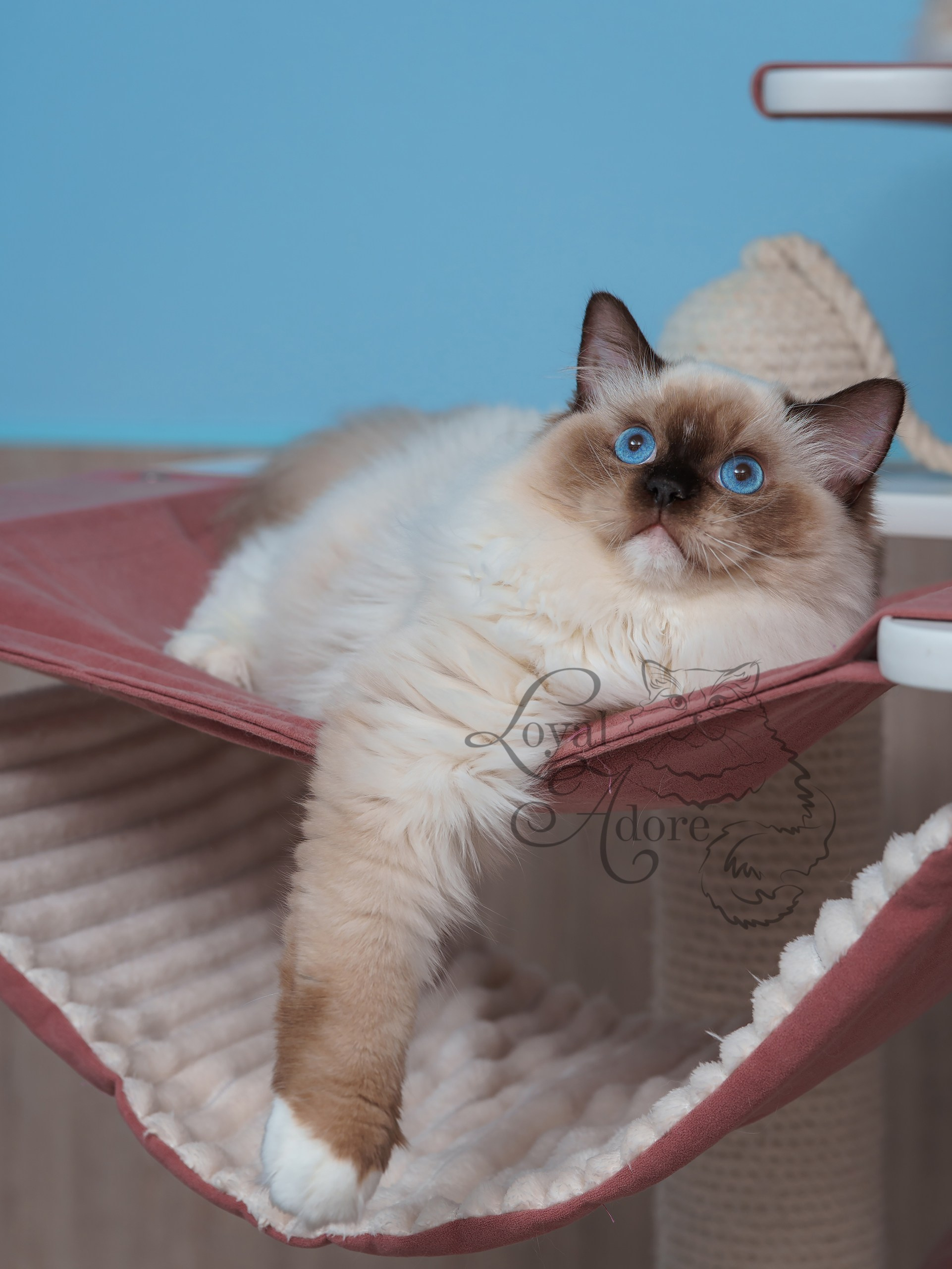 Все свободные котята. Питомник рэгдолл Loyal Adore
