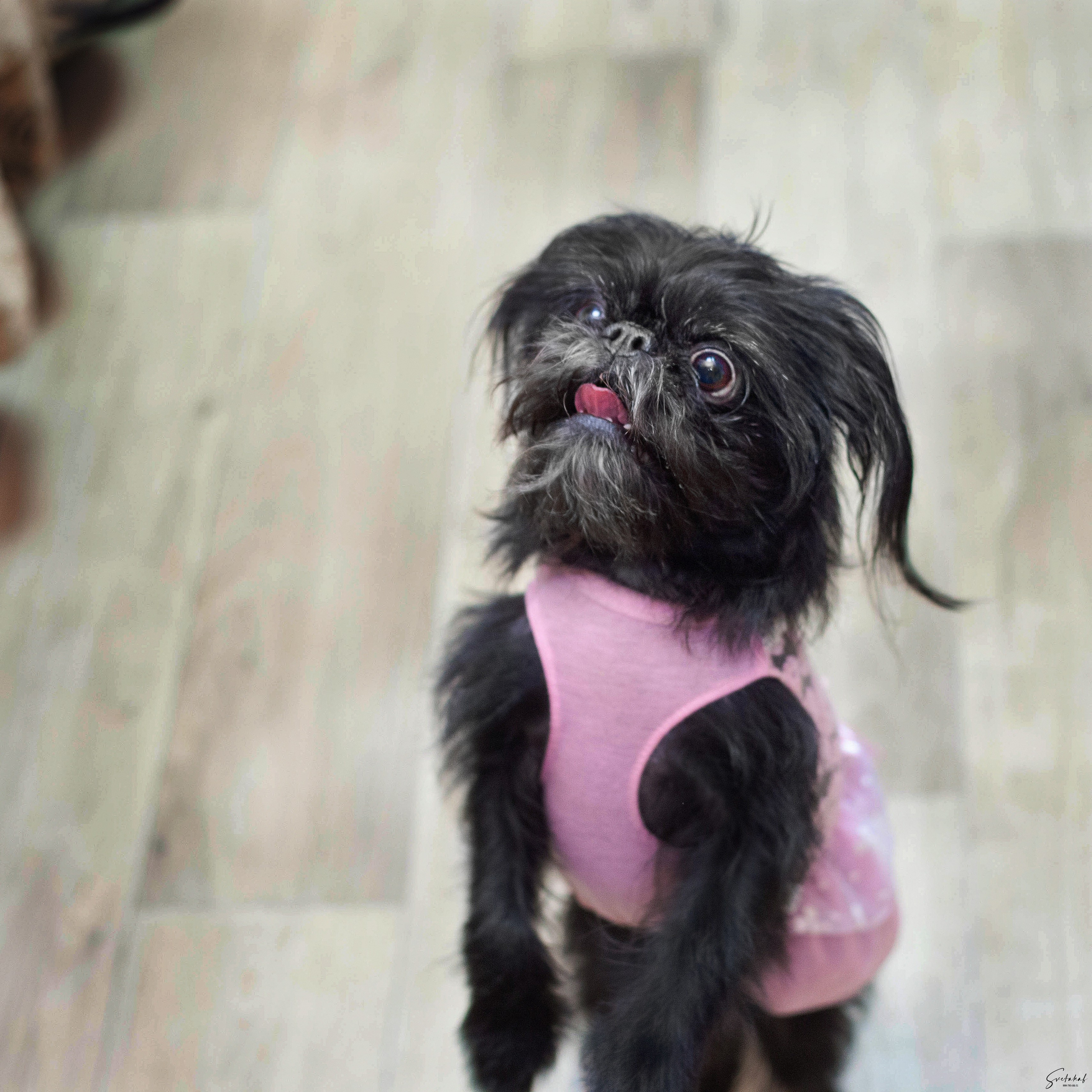 Собаки в домашних условиях. Slavilada-Лапки. Свет. Любовь… Профессиональная фотосессия питомцев Для памяти, пристройства и продажи. Хабаровск