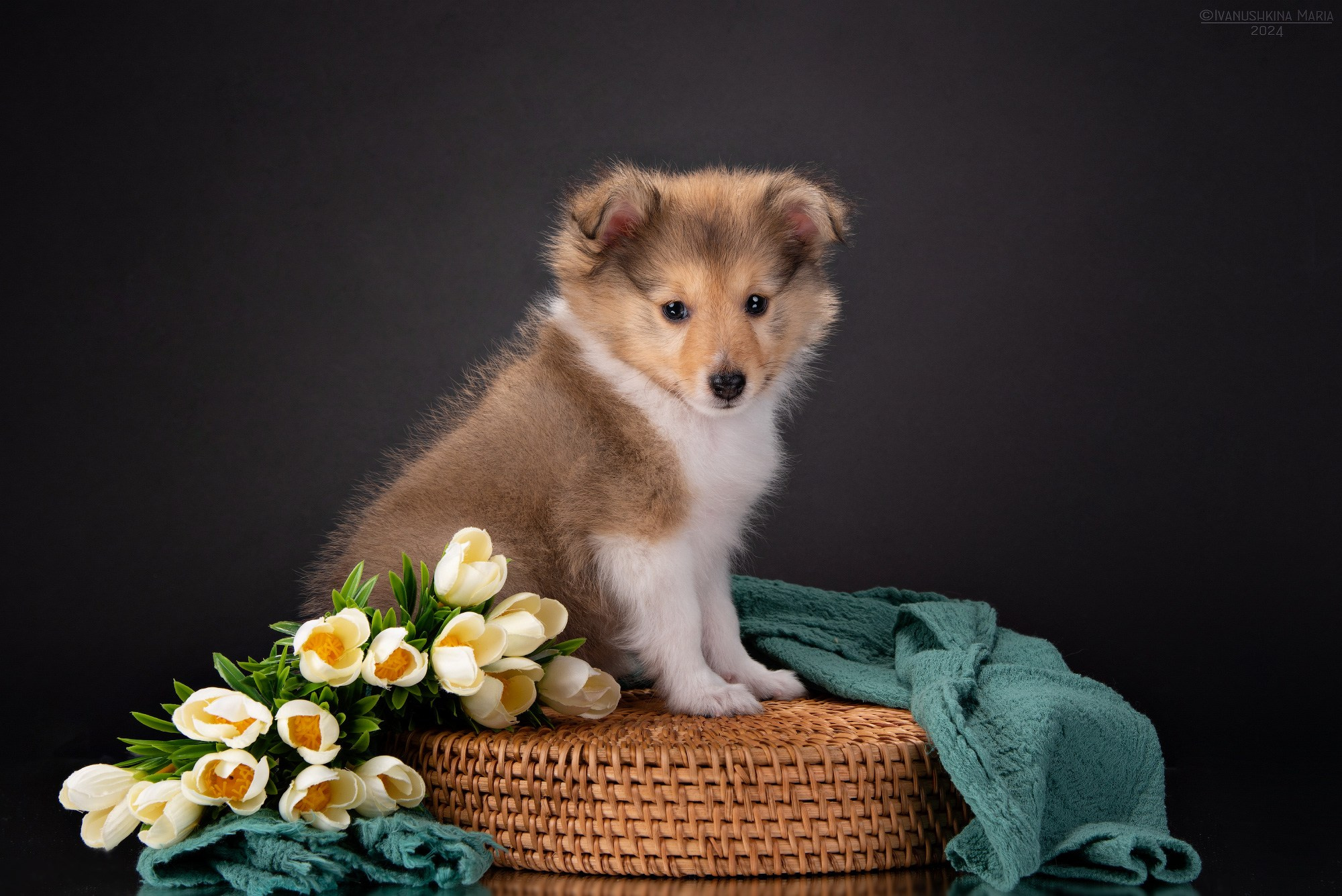 Фотосессия щенков на фонах. Фотограф собак в Москве и Московской области Иванушкина Мария