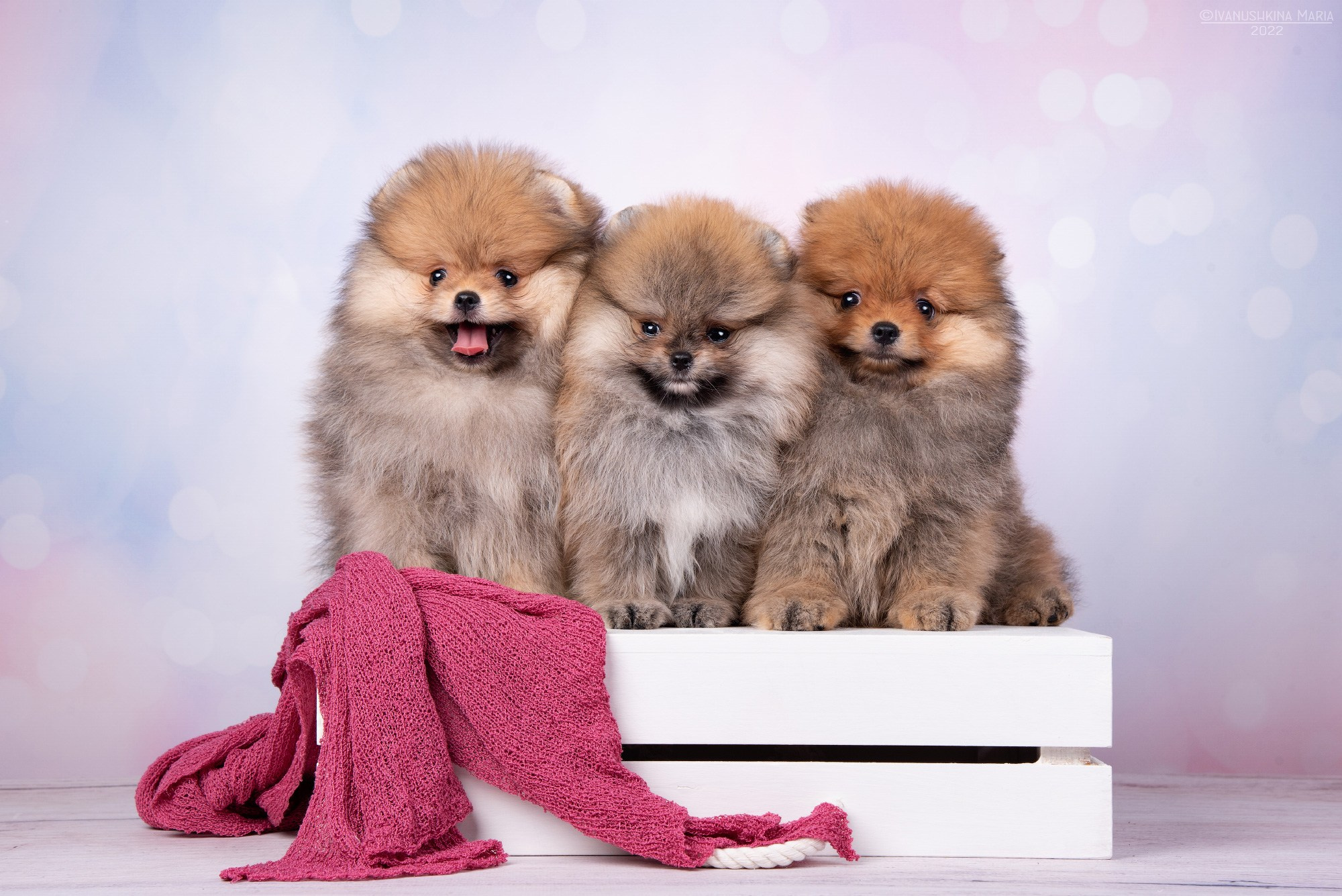 Фотосессия щенков на фонах. Фотограф собак в Москве и Московской области Иванушкина Мария