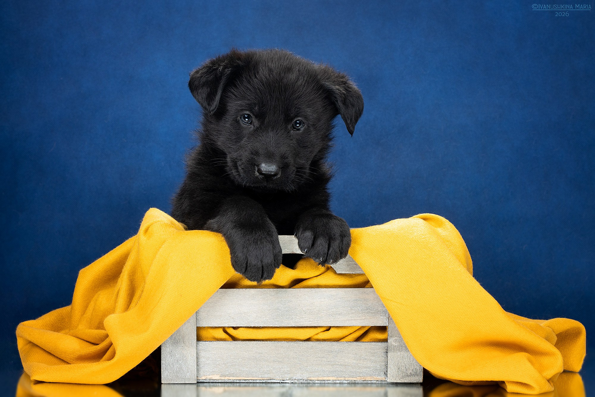 Фотосессия щенков на фонах. Фотограф собак в Москве и Московской области Иванушкина Мария