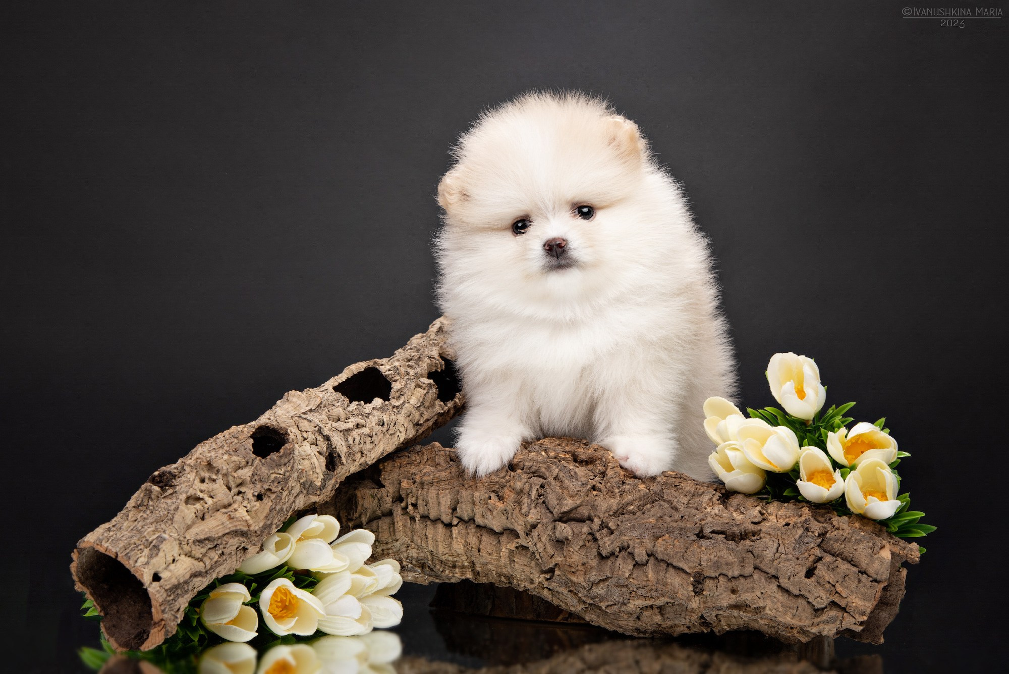 Фотосессия щенков на фонах. Фотограф собак в Москве и Московской области Иванушкина Мария