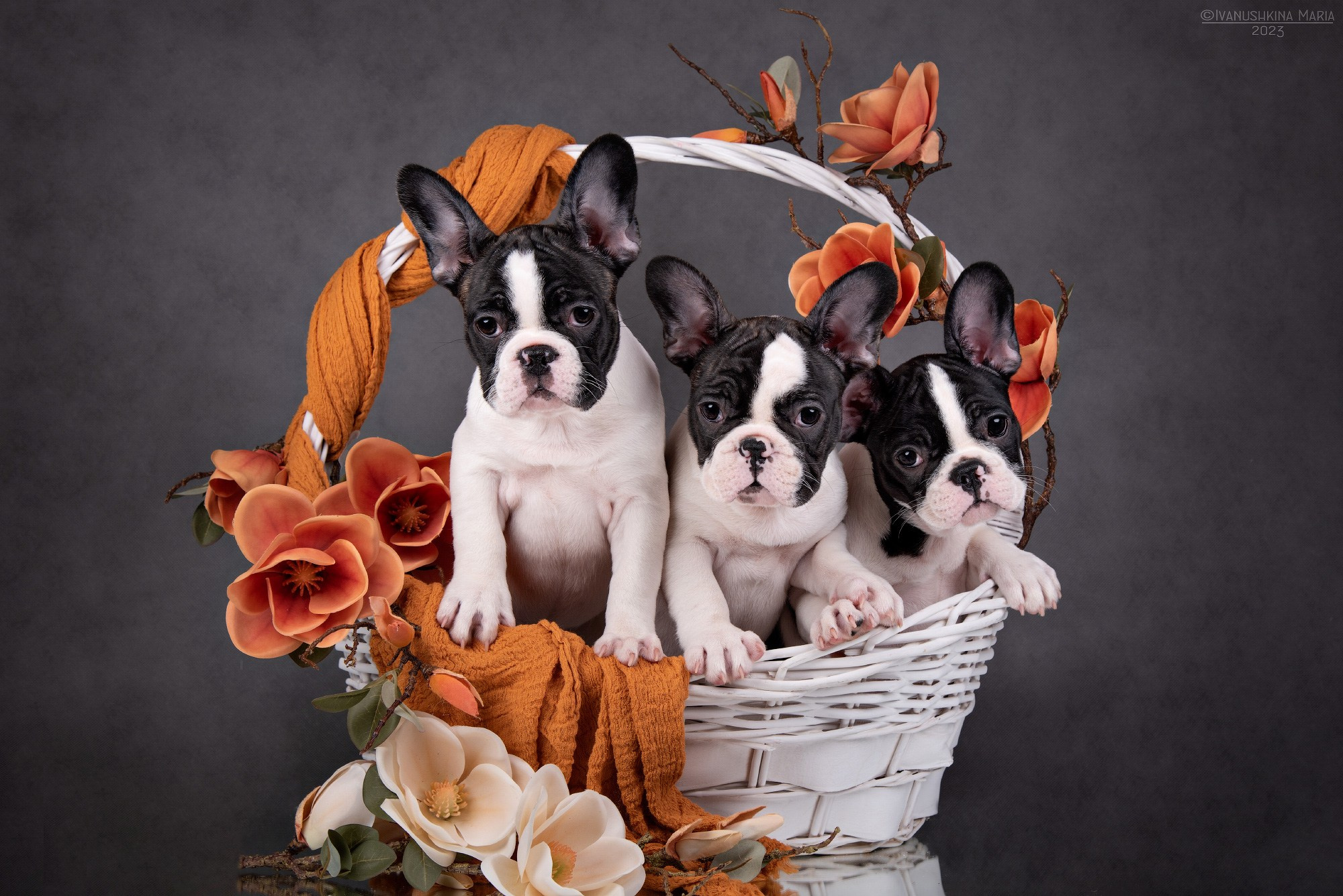 щенки французского бульдога