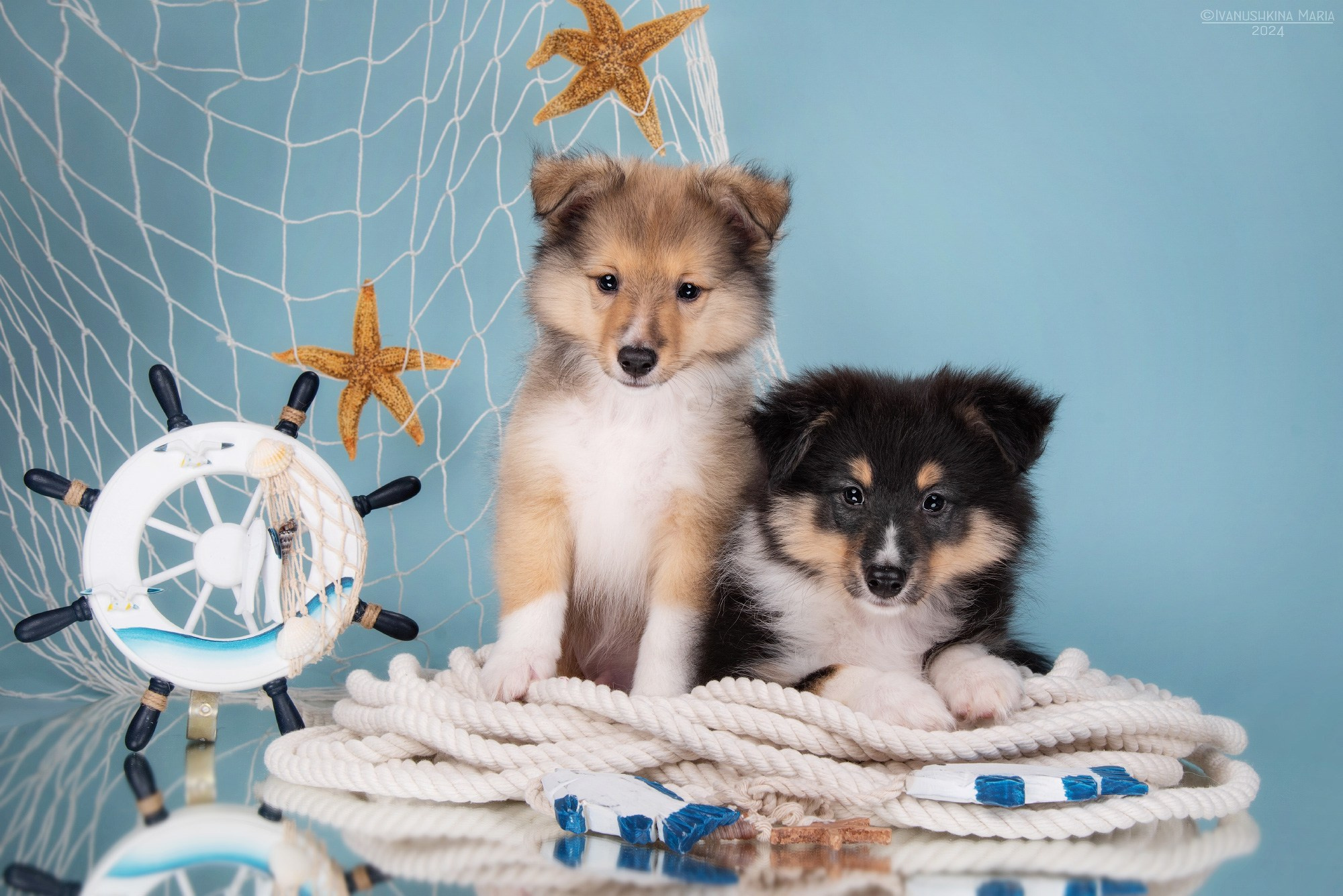 Фотосессия щенков на фонах. Фотограф собак в Москве и Московской области Иванушкина Мария