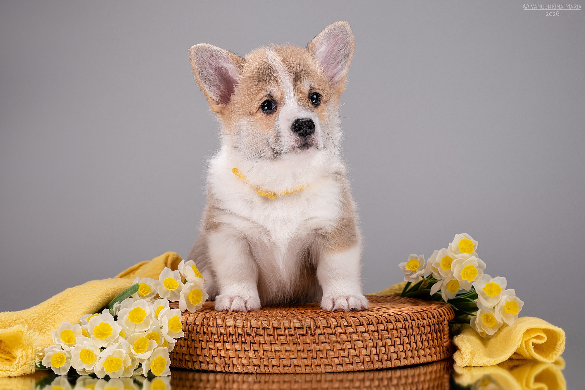 Фотосессия щенков на фонах. Фотограф собак в Москве и Московской области Иванушкина Мария