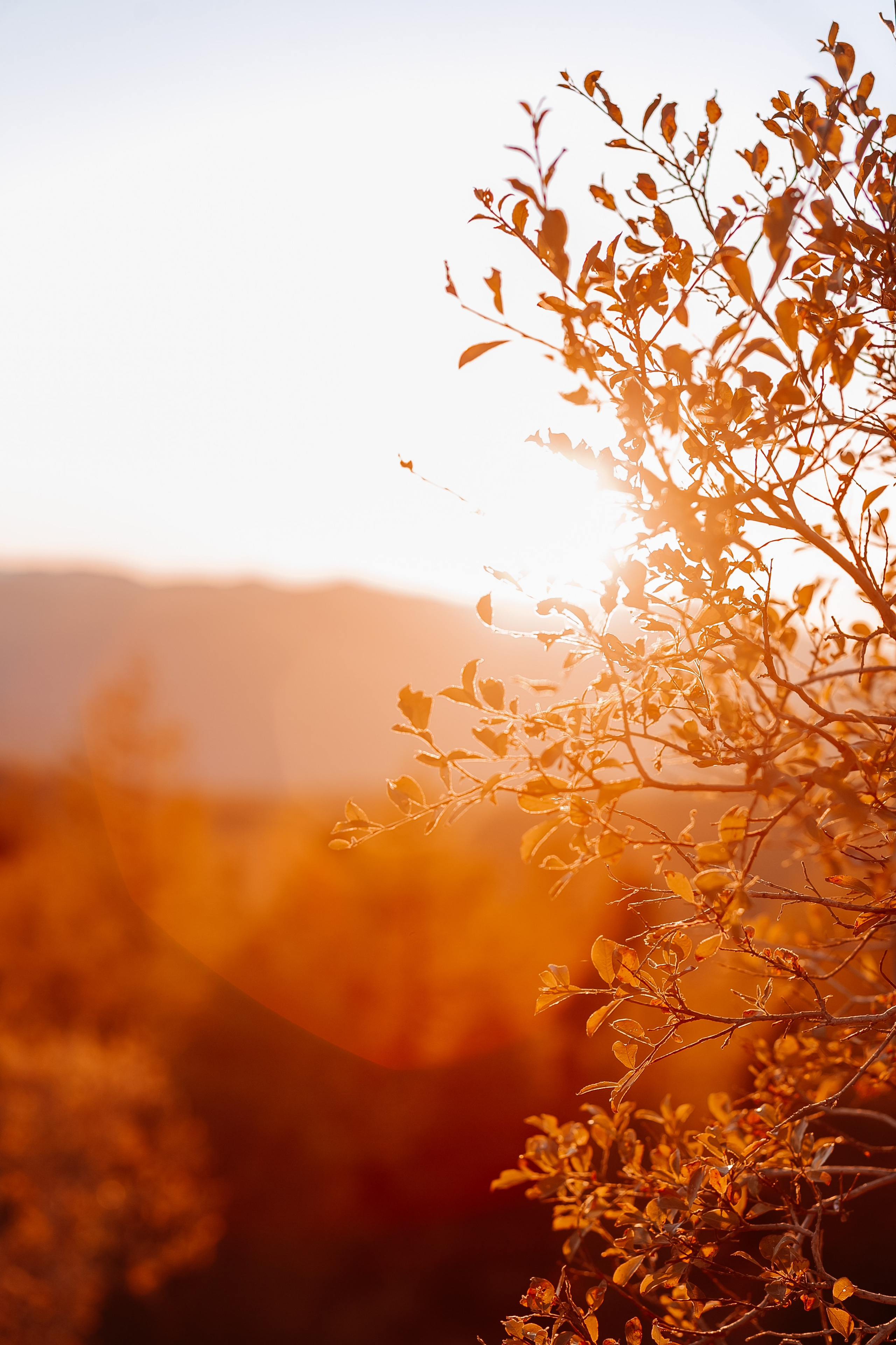 Портфолио animal. Фотограф — анималист Маргарита Хелбен Краснодар