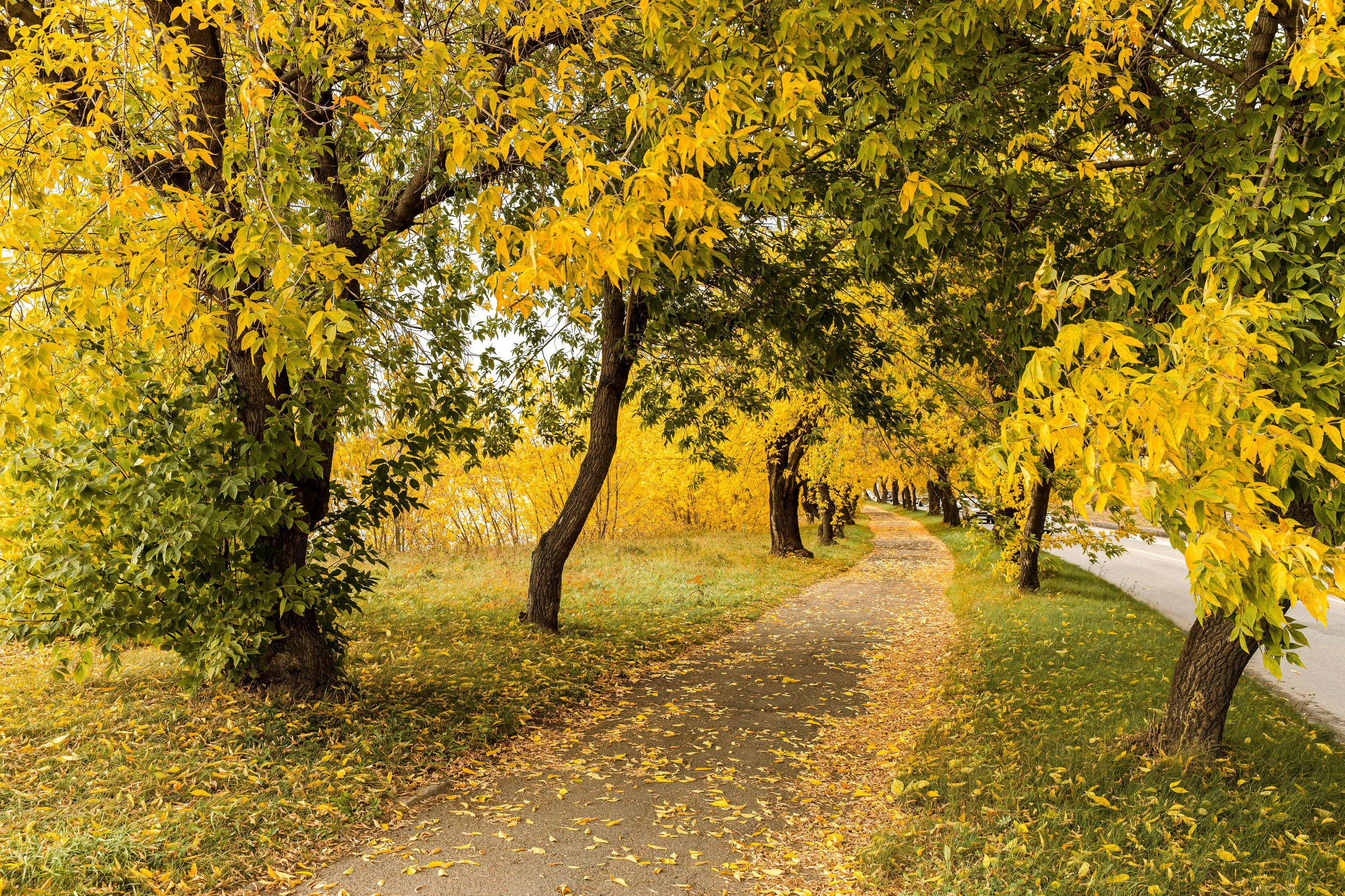 Осень в парке. Семейный и детский фотограф в Железногорске Саламахо Ольга