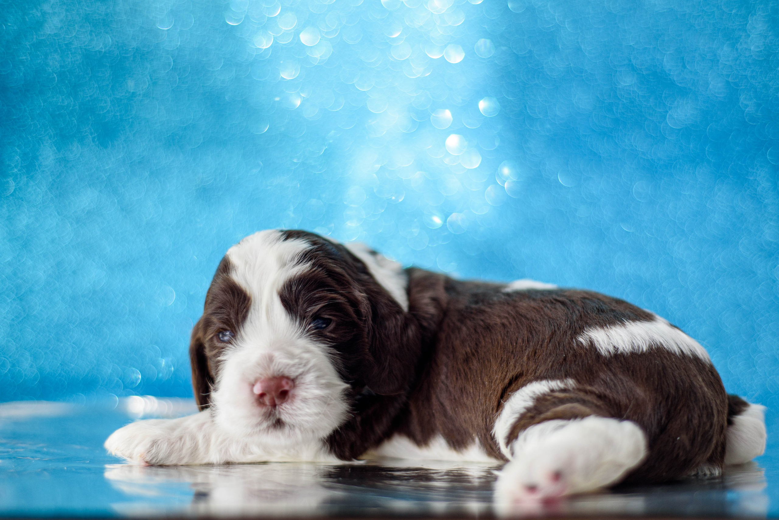 Щенки Вестмур. Дубль2. Мотофотограф в Нижнем Новгороде Динара Зуйкова