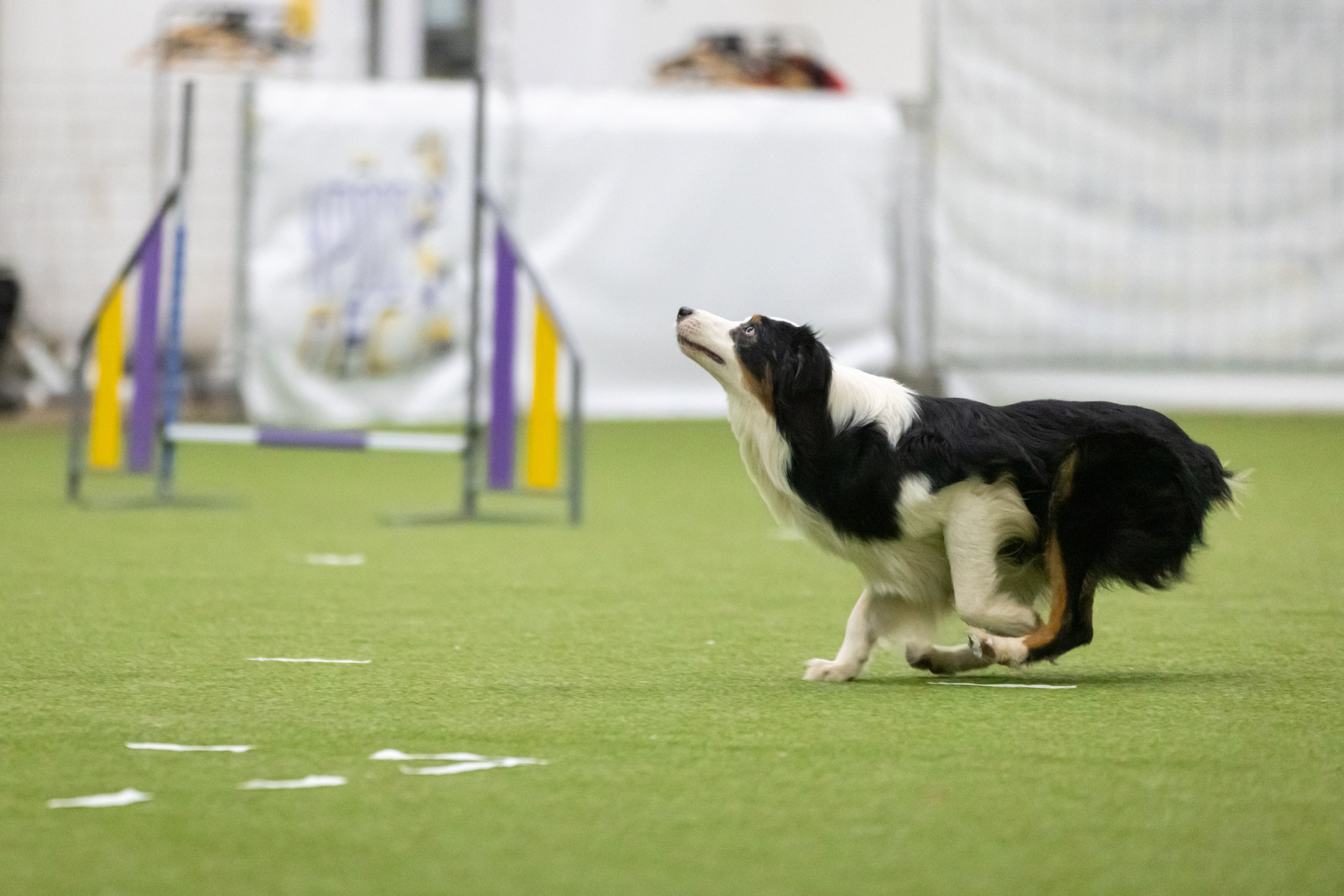Гелий. BLGKV питомник собак