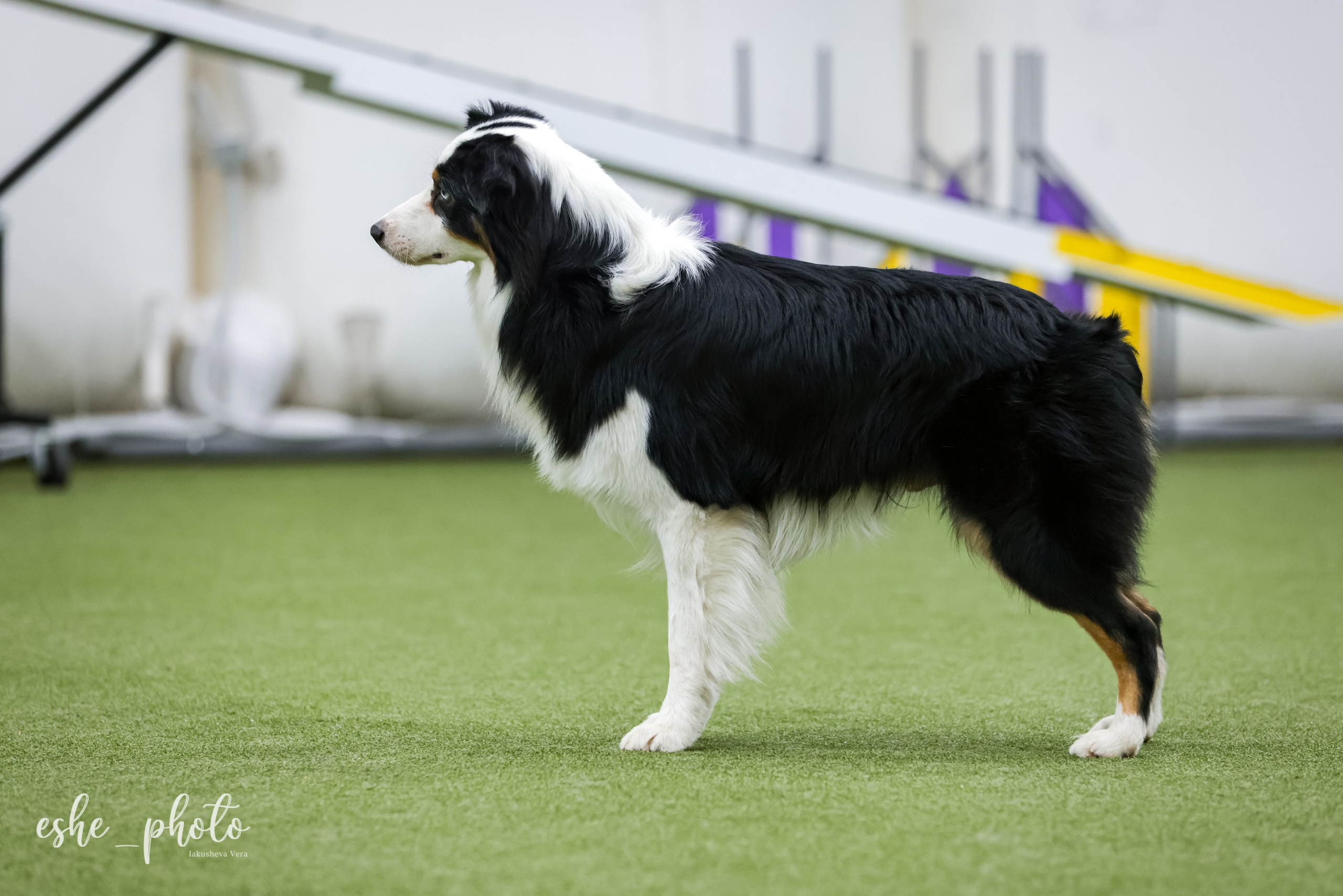 Гелий. BLGKV питомник собак