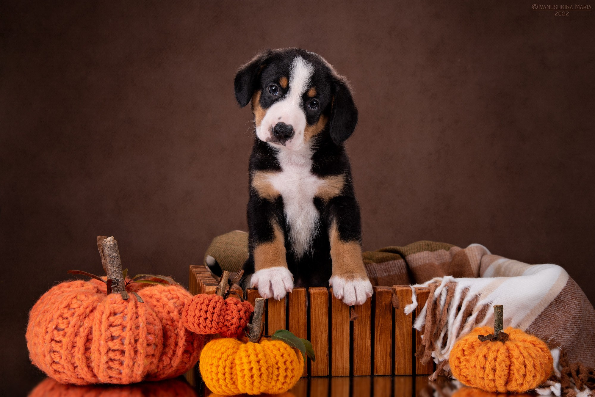 Фотосессия щенков на фонах. Фотограф собак в Москве и Московской области Иванушкина Мария