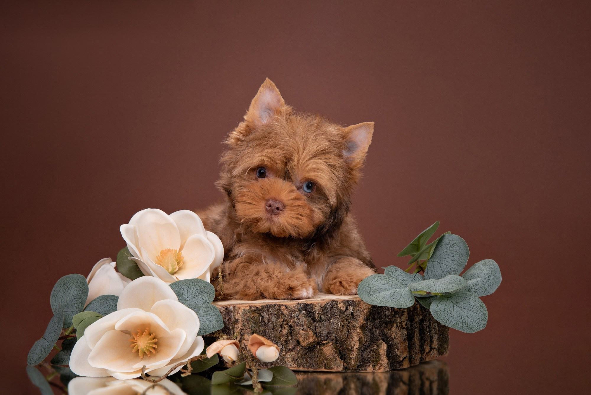 Фотосессия щенков на фонах. Фотограф собак в Москве и Московской области Иванушкина Мария