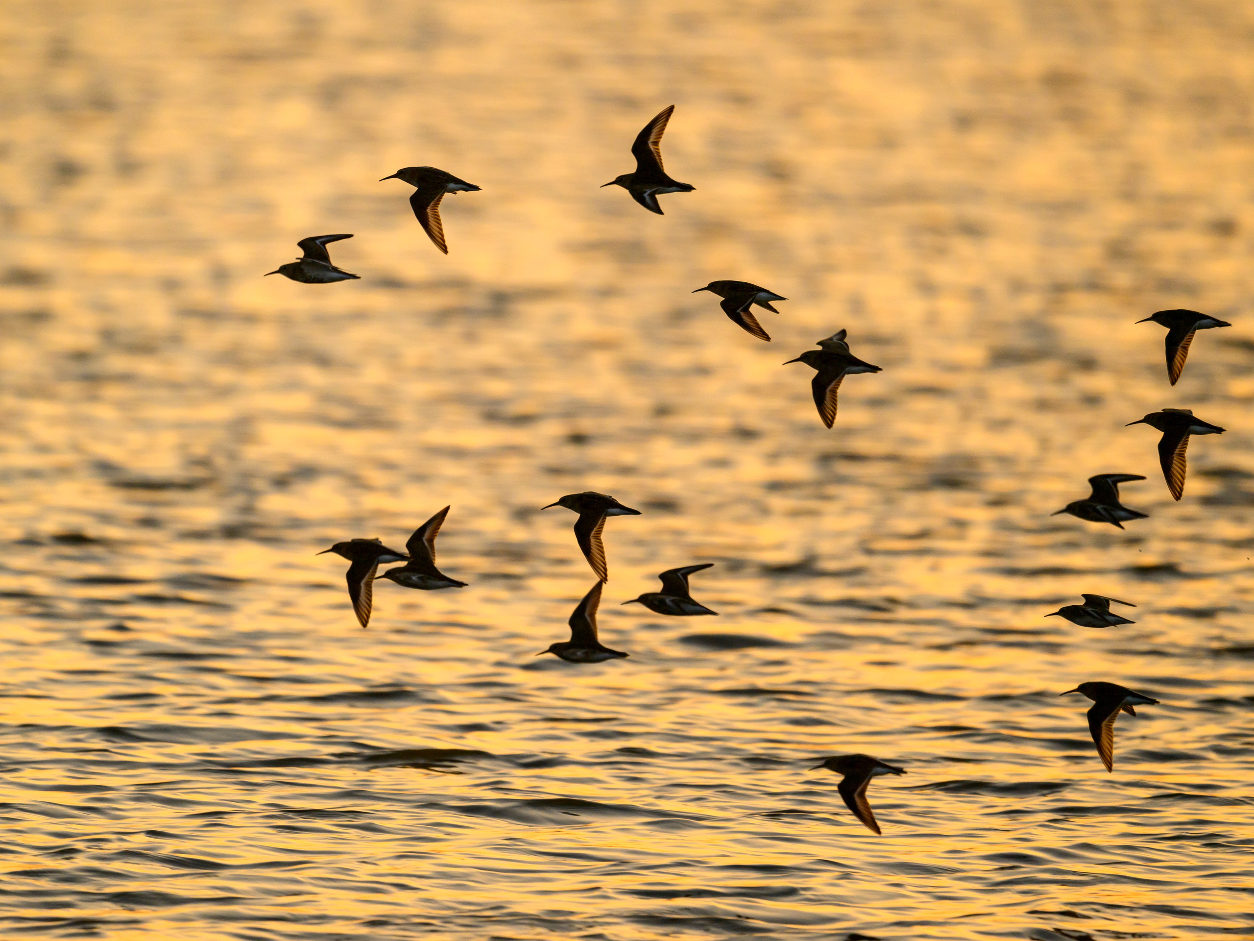 Фифи на рассвете. Wood sandpiper at dawn. Фотограф Сергей Пупонин