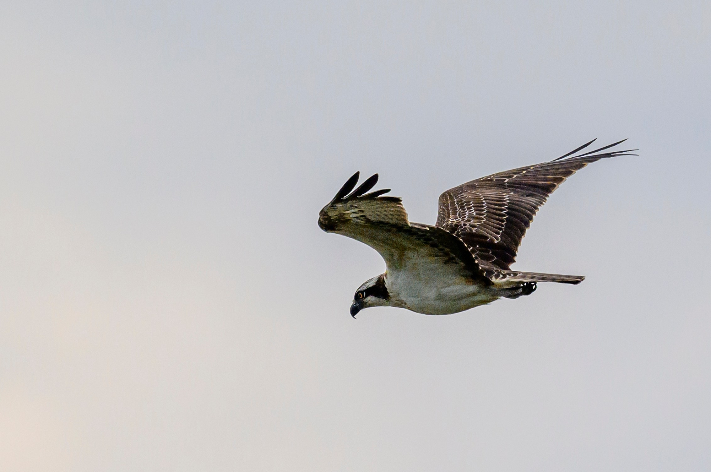 Скопа. Osprey. Wildlife photography by Sergey Puponin