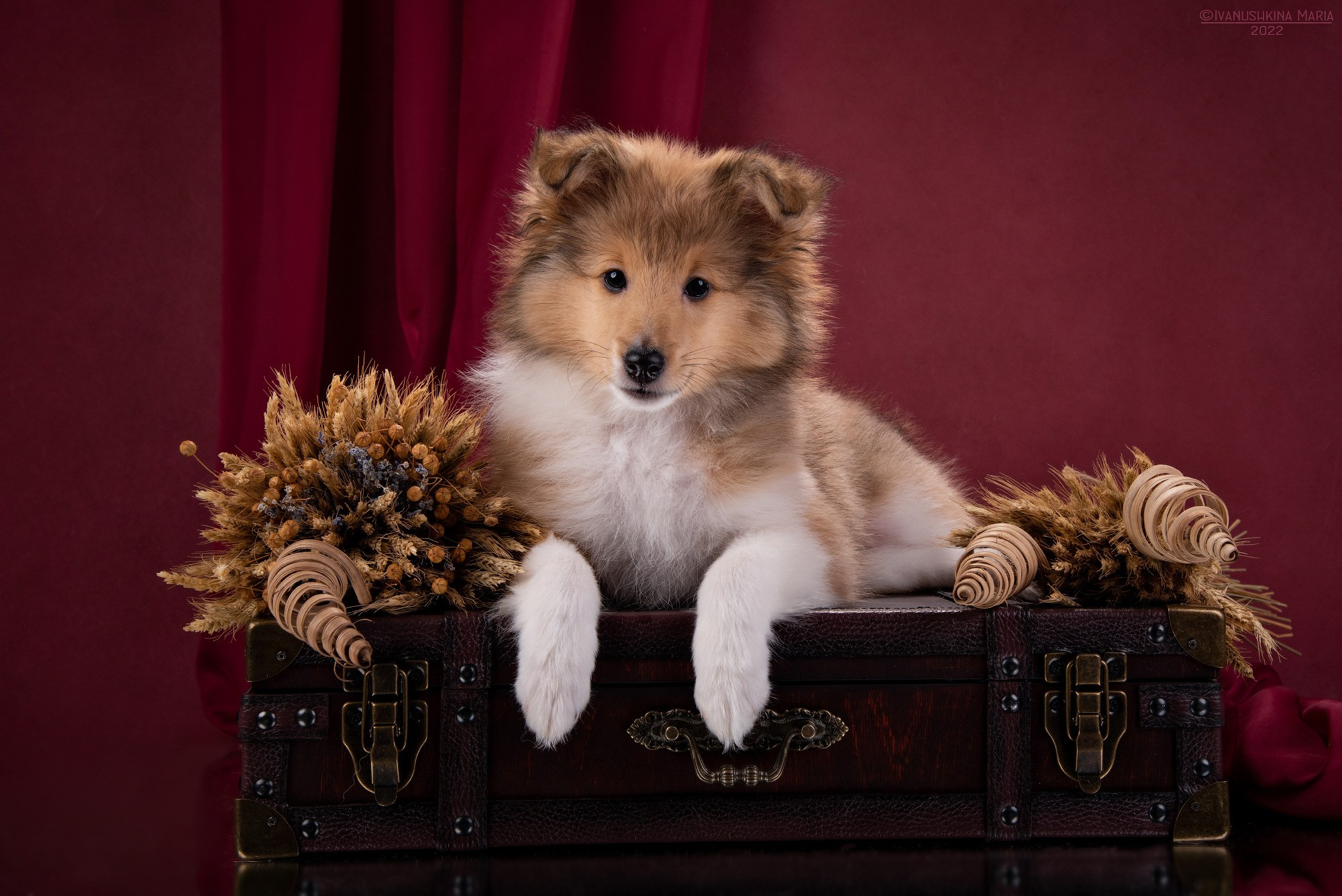 Фотосессия щенков на фонах. Фотограф собак в Москве и Московской области Иванушкина Мария