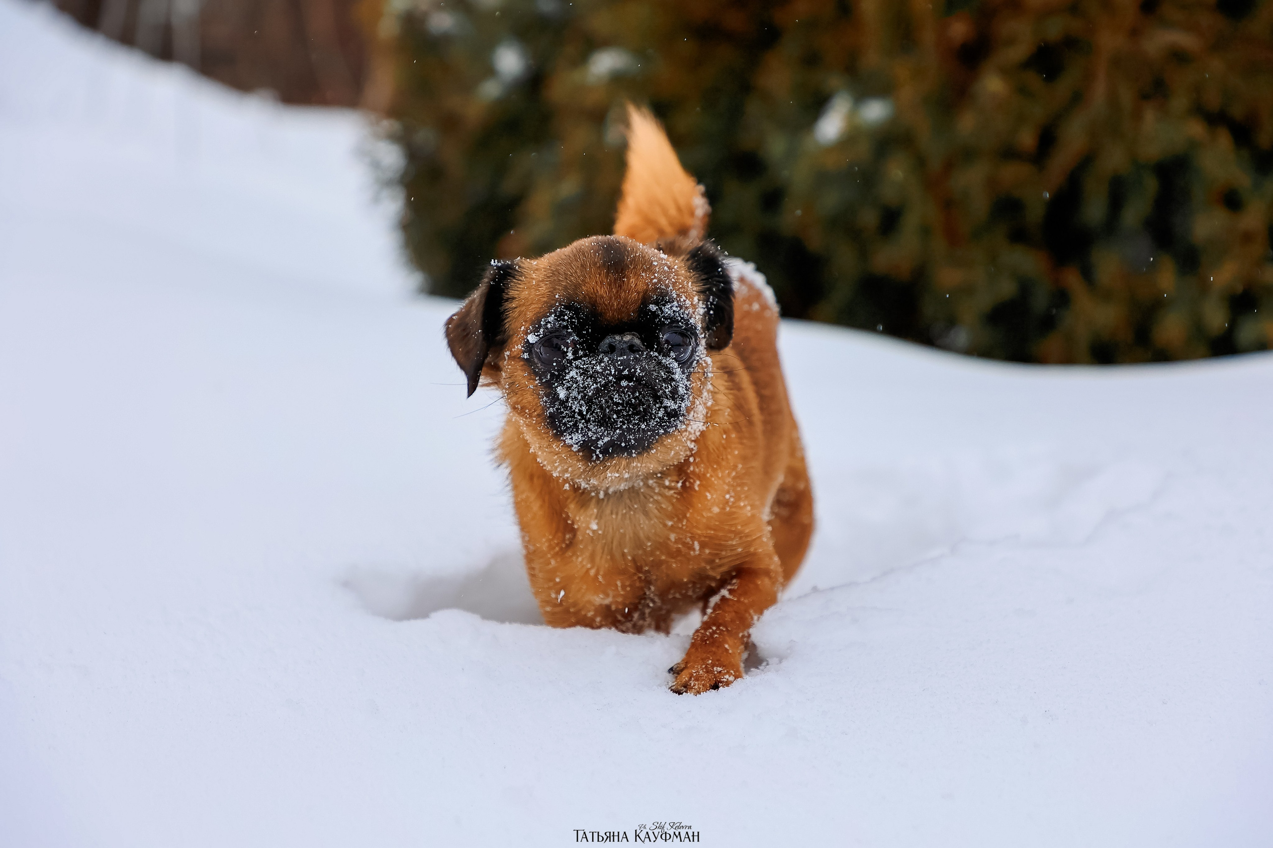 Малый брабансон, фотография брабансон, красивая собака, фотограф анималист, фотокурс Анималистика, научиться фотографировать собак, фотограф Новосибирск