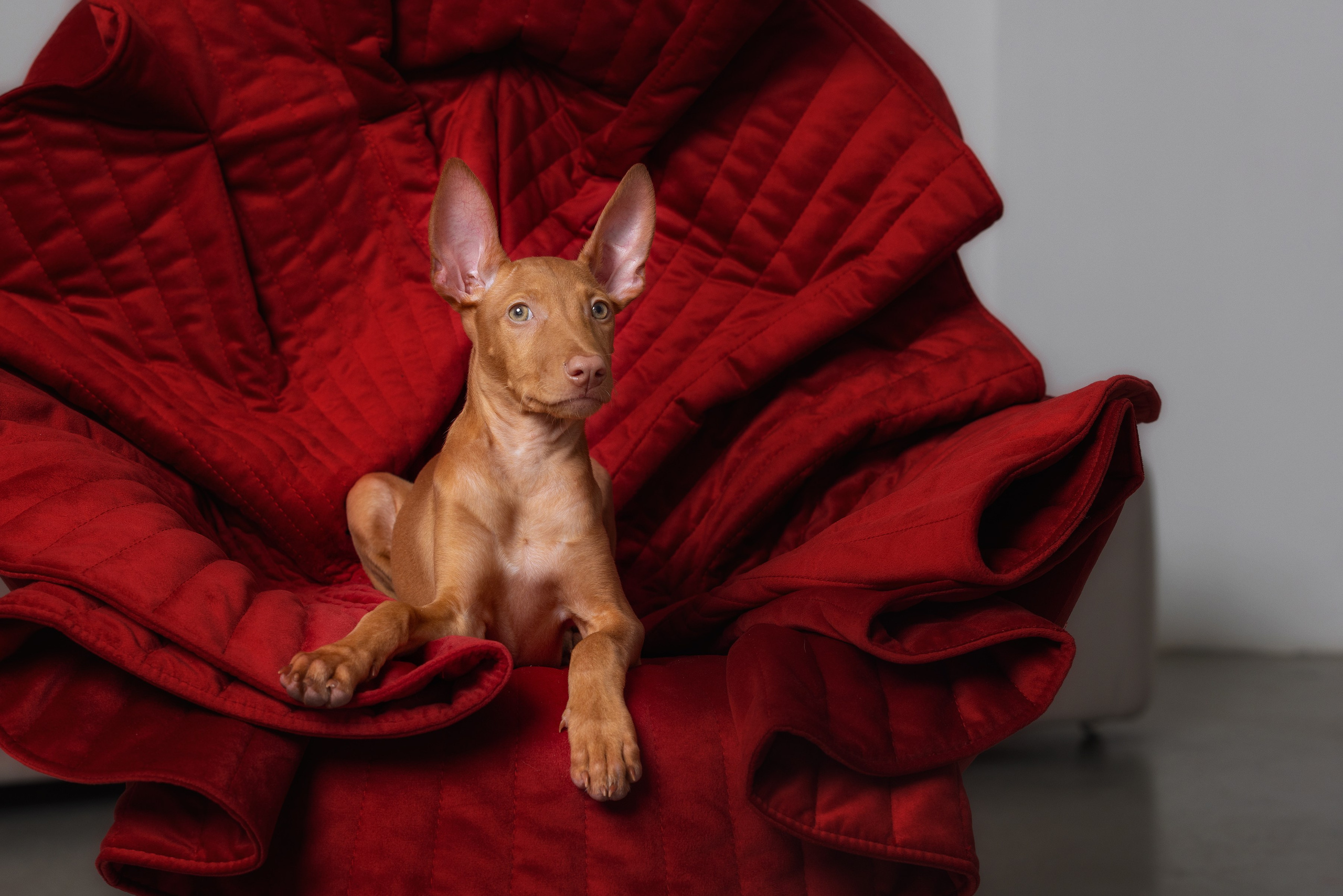 Фотограф Алена Звездина