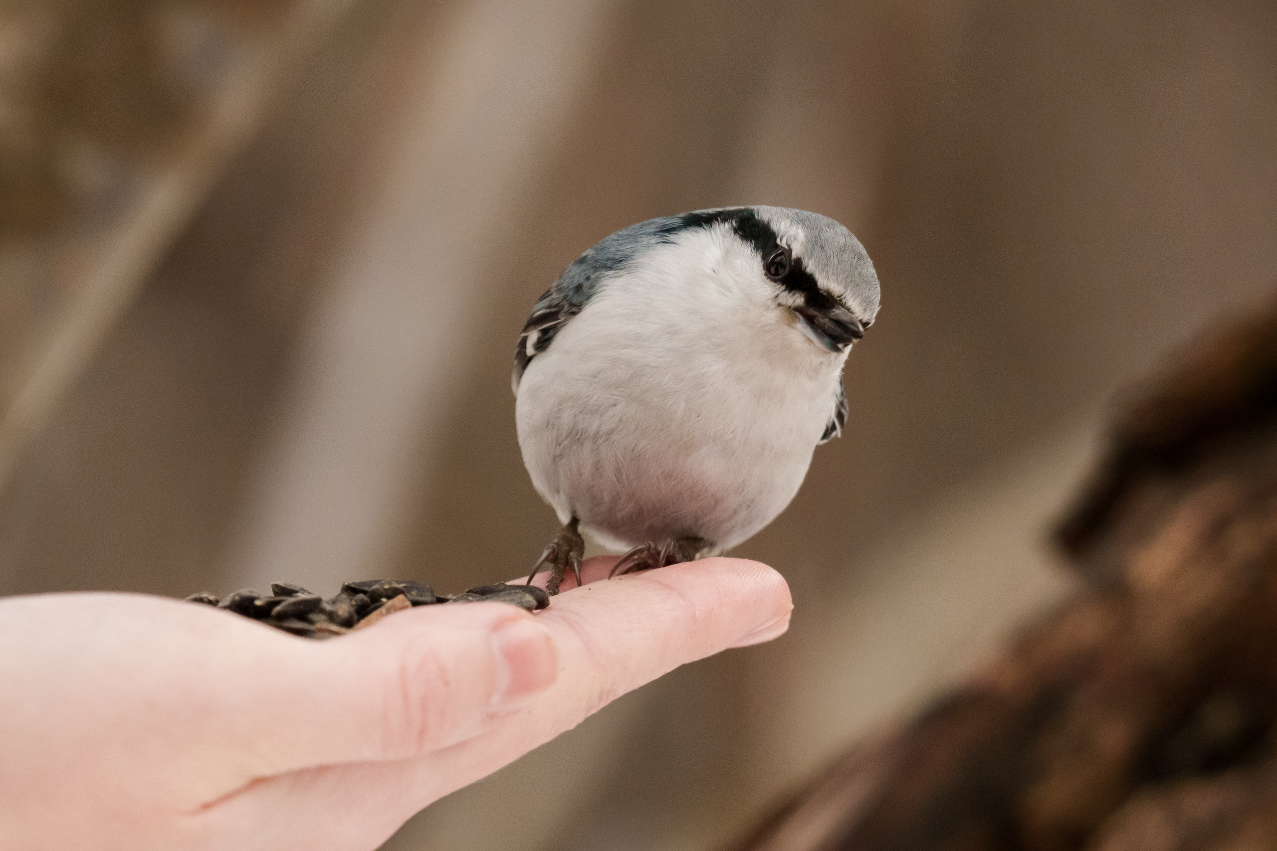 Снегирь. Донеал Скнарь — концертный фотограф