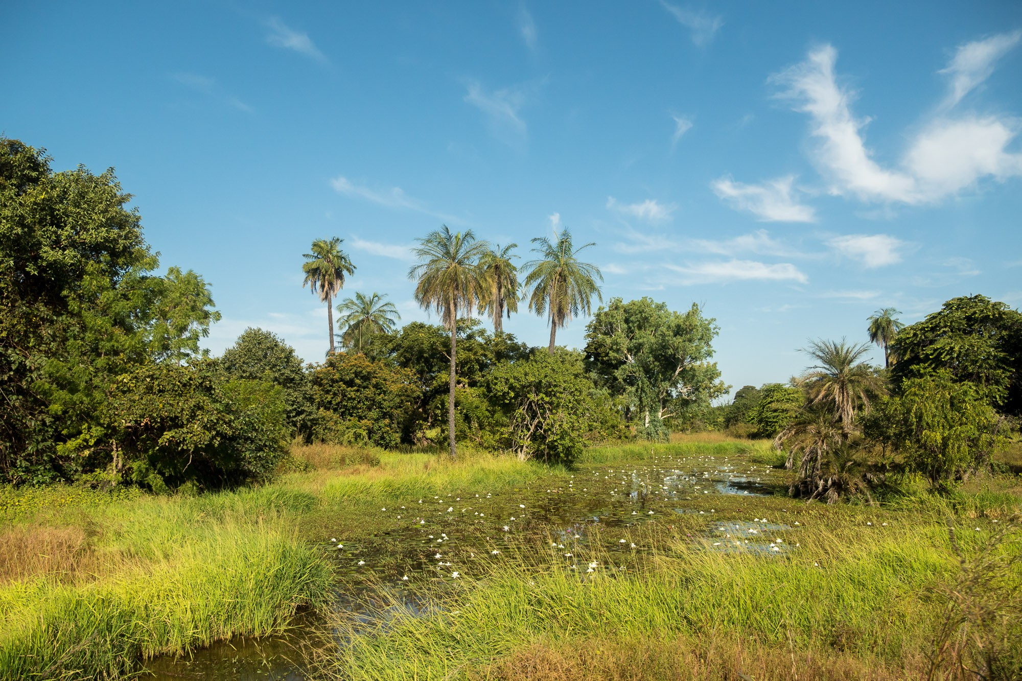 Путешествие по Гамбии (Западная Африка).Traveling in Gambia (West Africa.). Фотограф Алексей Скоробогатько
