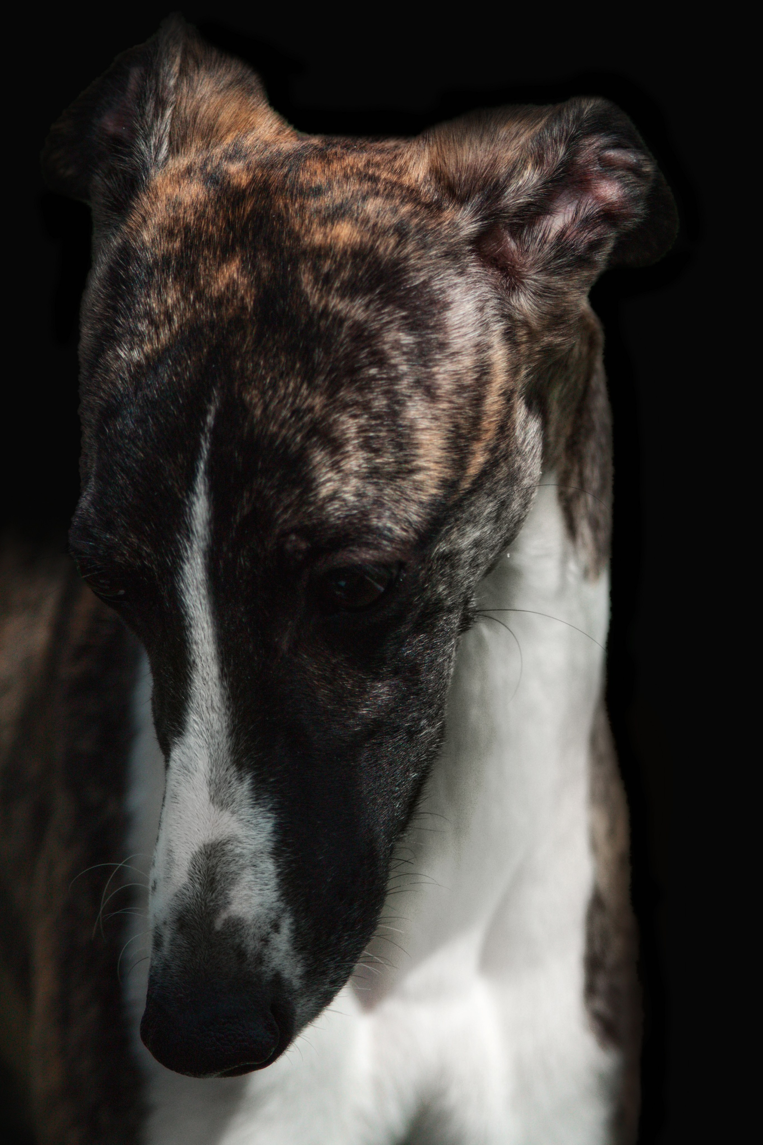 Фотограф анималист — Тула, Москва