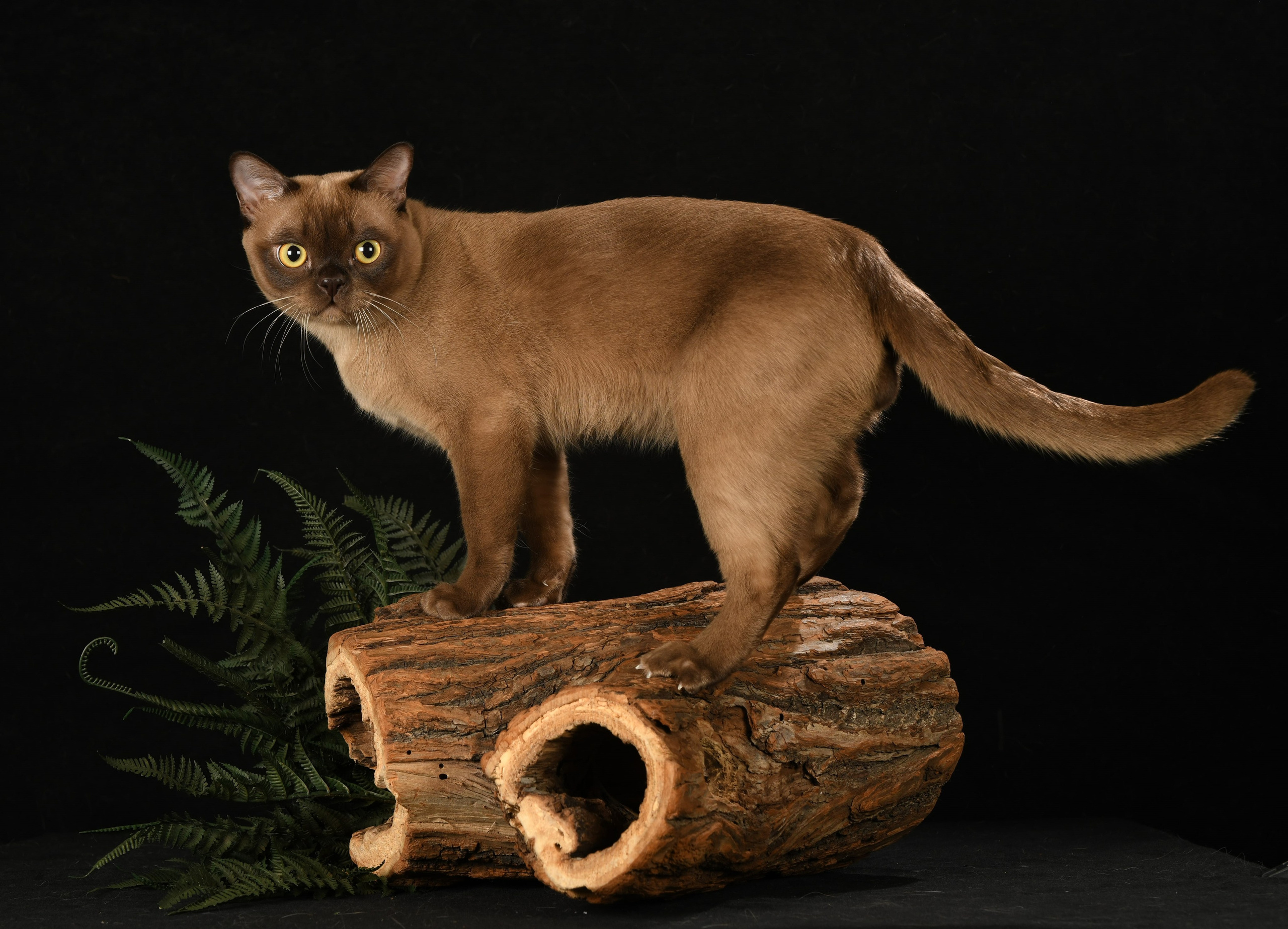 Las Burmas — питомник американской бурмы традиционных линий