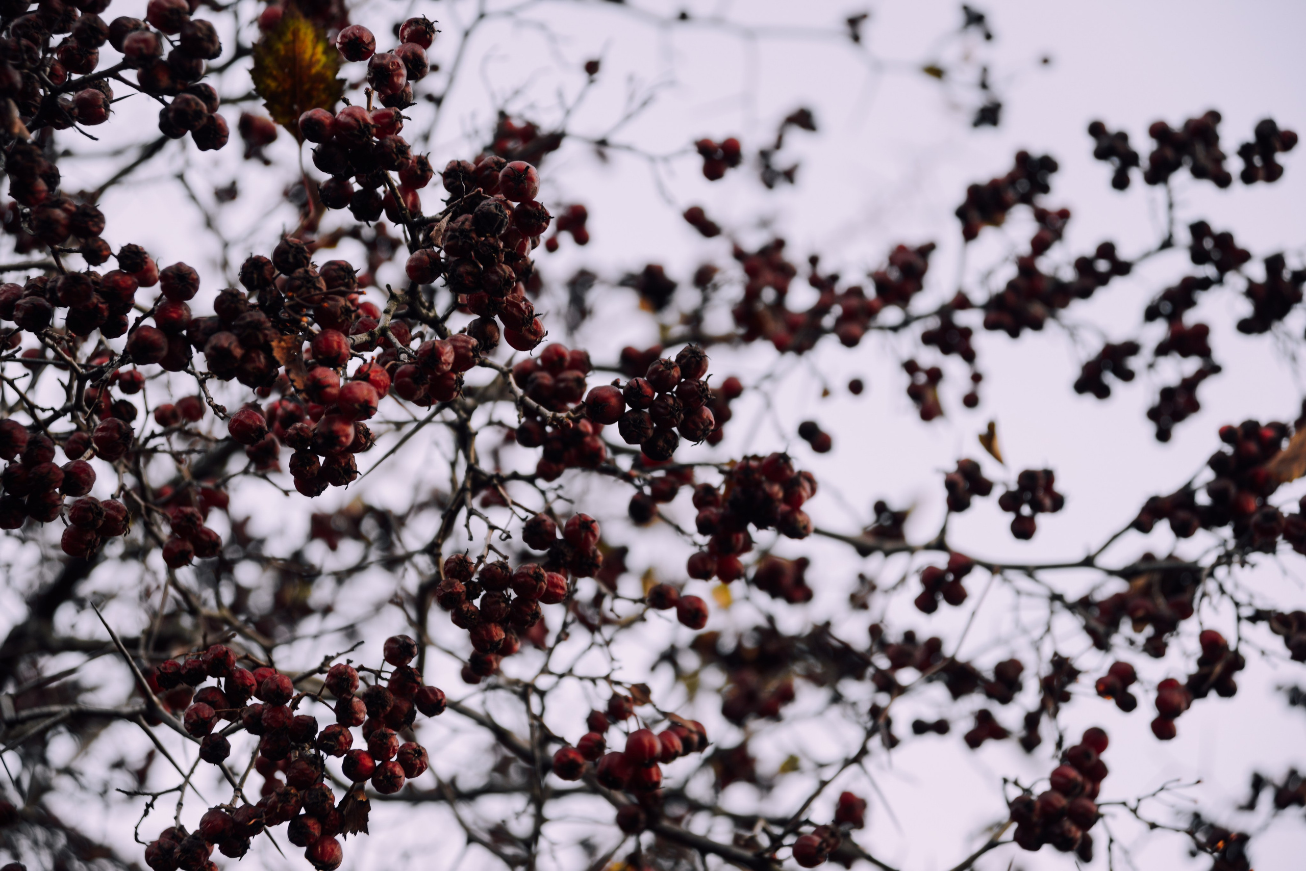Red autumn berries, natural botanical background
