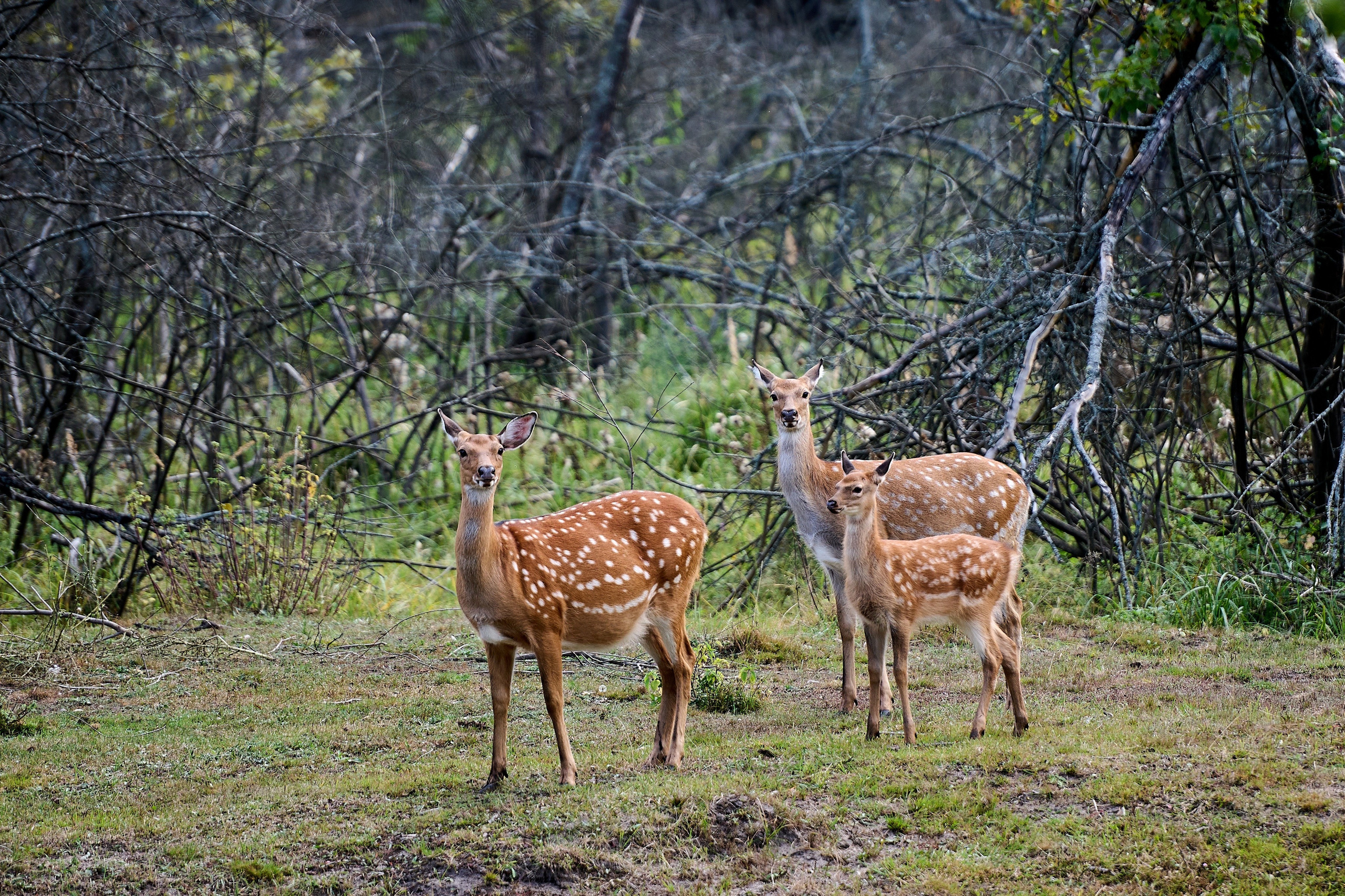 Кречет. Фотосъемка мероприятий