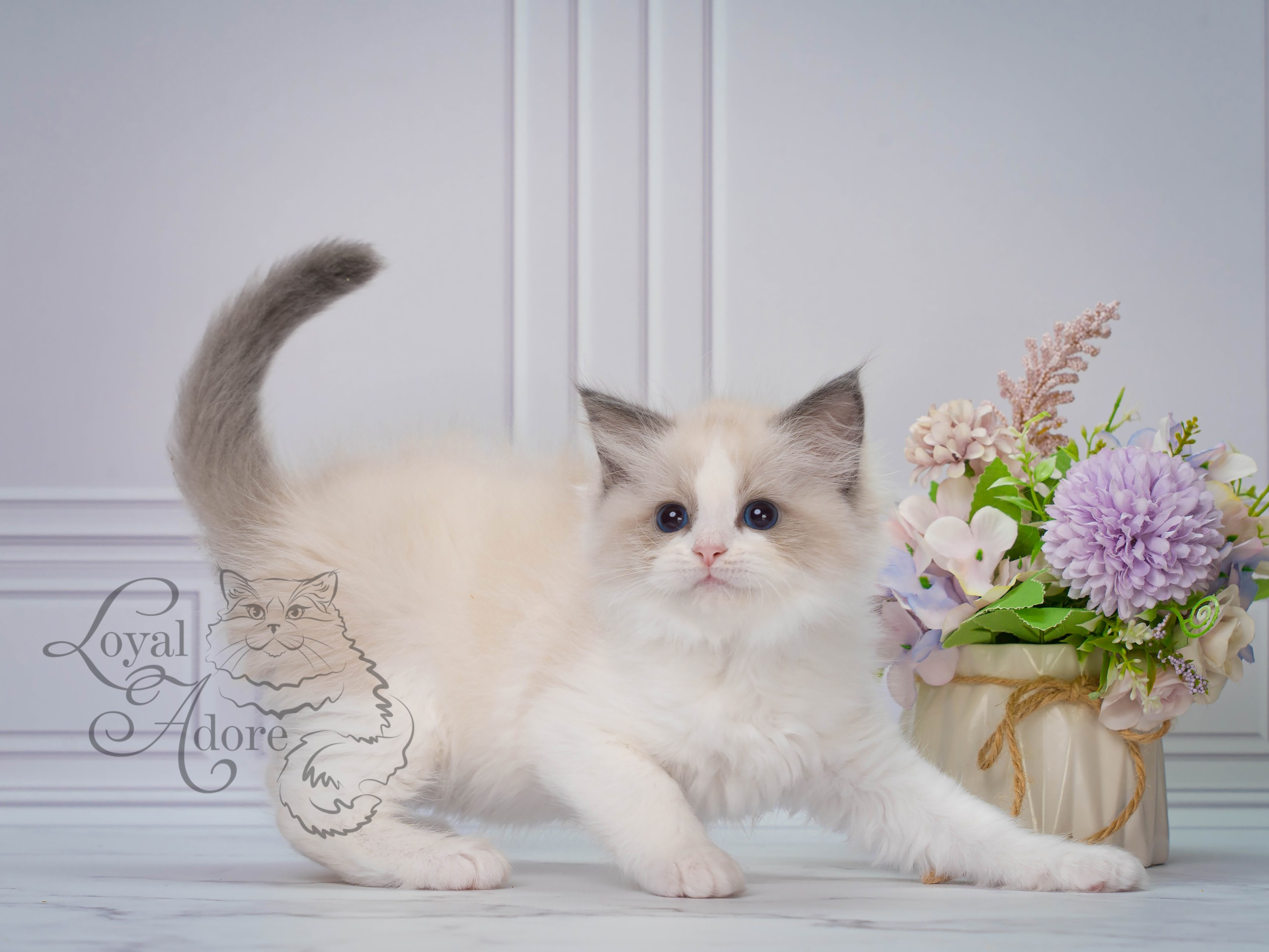 Котята рэгдолл от Loyal Adore. Питомник рэгдолл Loyal Adore