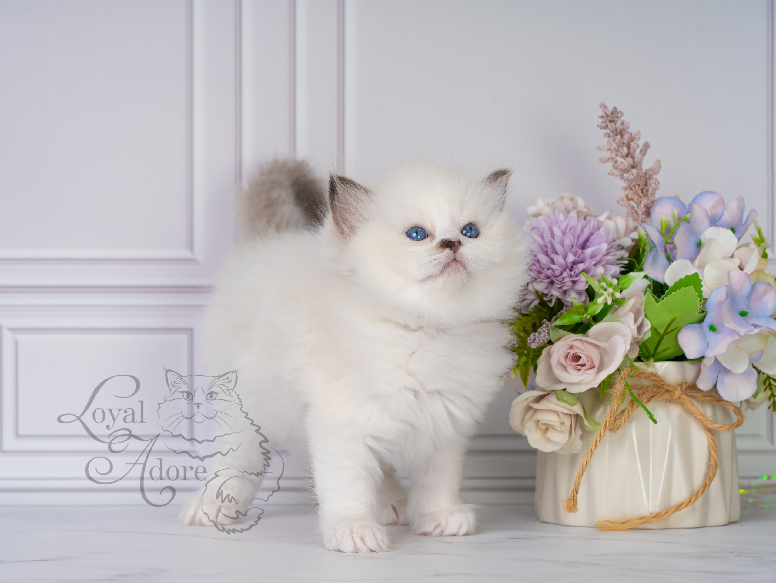 Котята рэгдолл от Loyal Adore. Питомник рэгдолл Loyal Adore