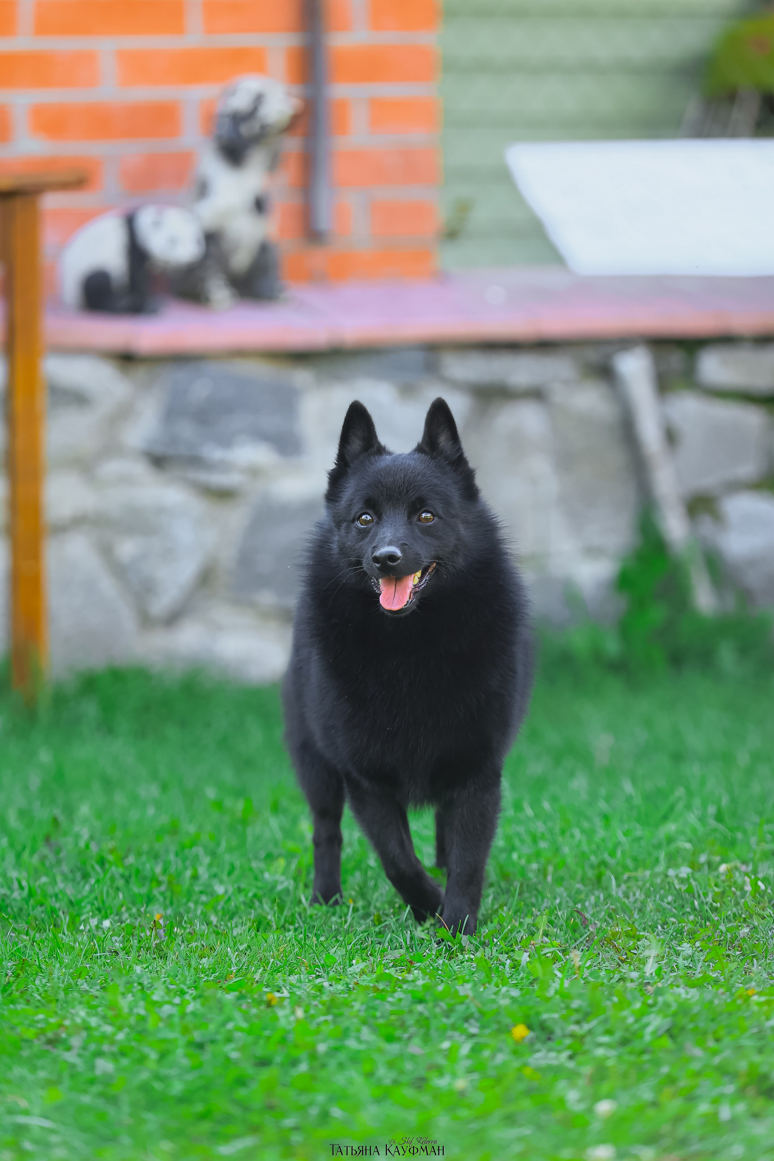 Шипперке, схипперке, красивая собака, фотограф анималист, фотокурс Анималистика, научиться фотографировать собак, фотограф Новосибирск