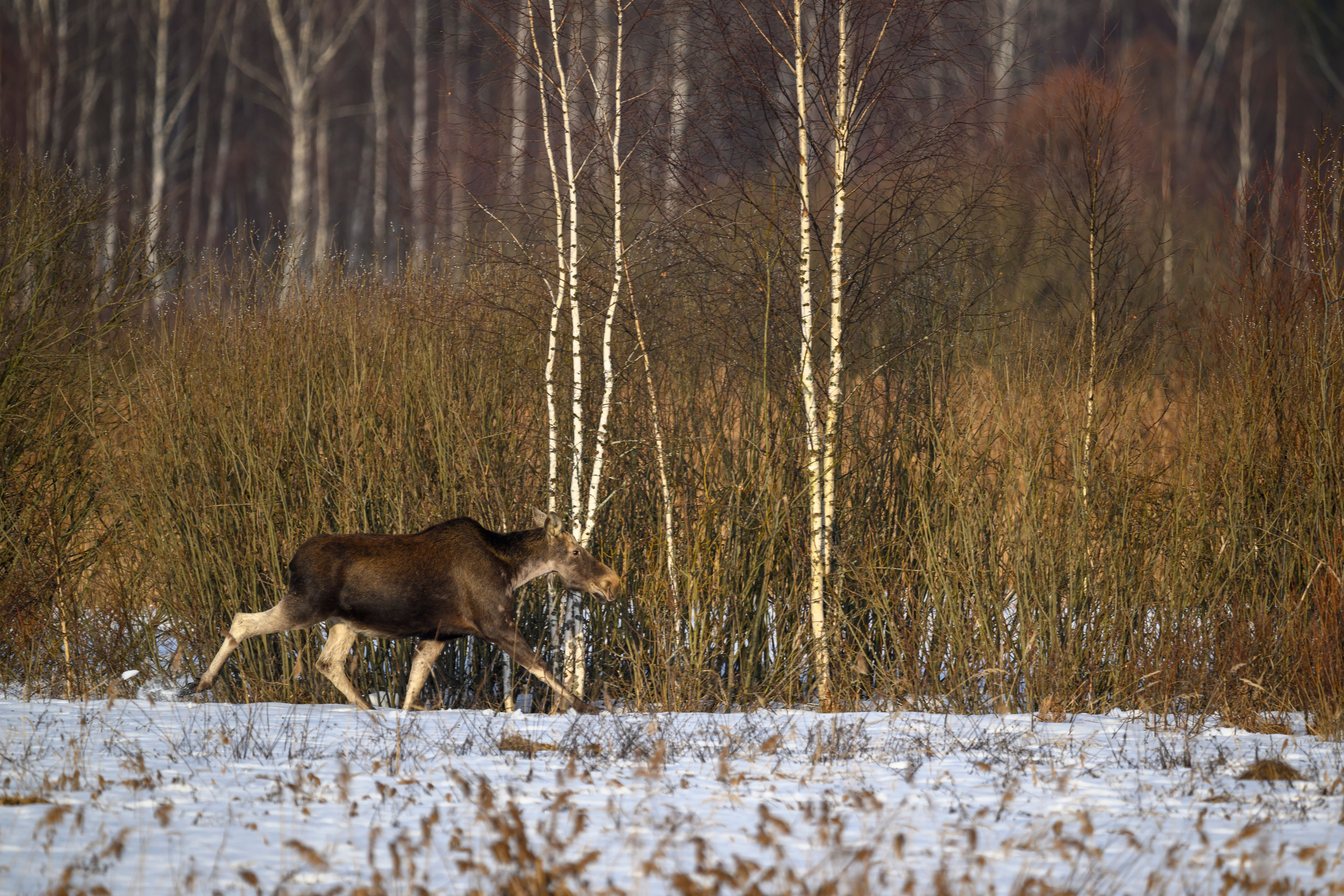 Лоси и куропатки. Фотограф Сергей Пупонин