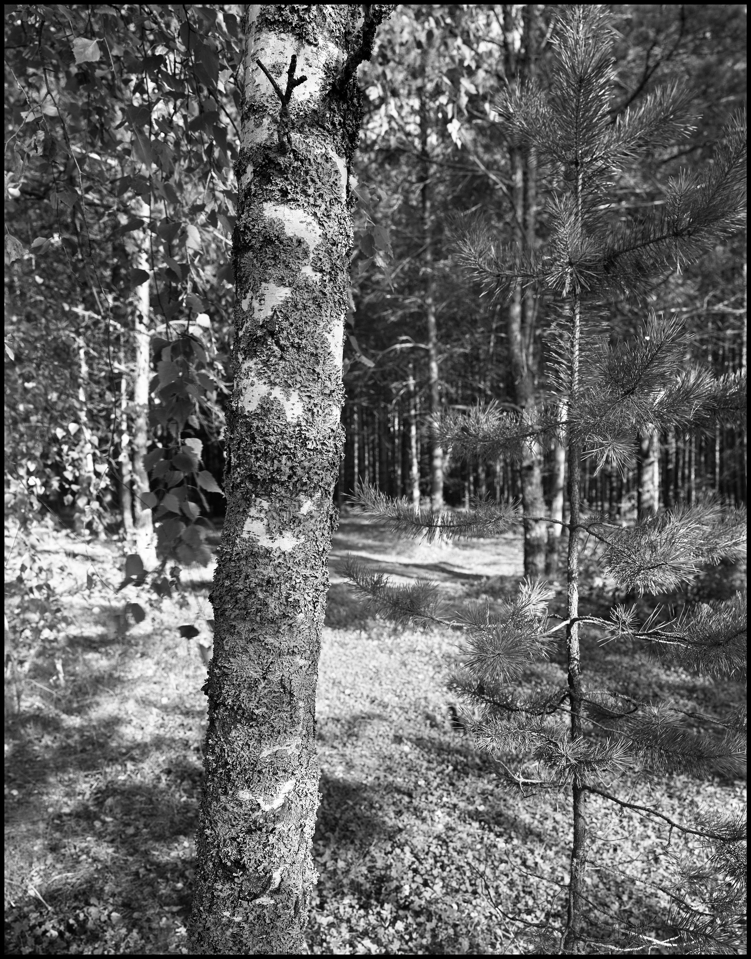 Landscape. Sergey Kondriuk art-photographer | artist