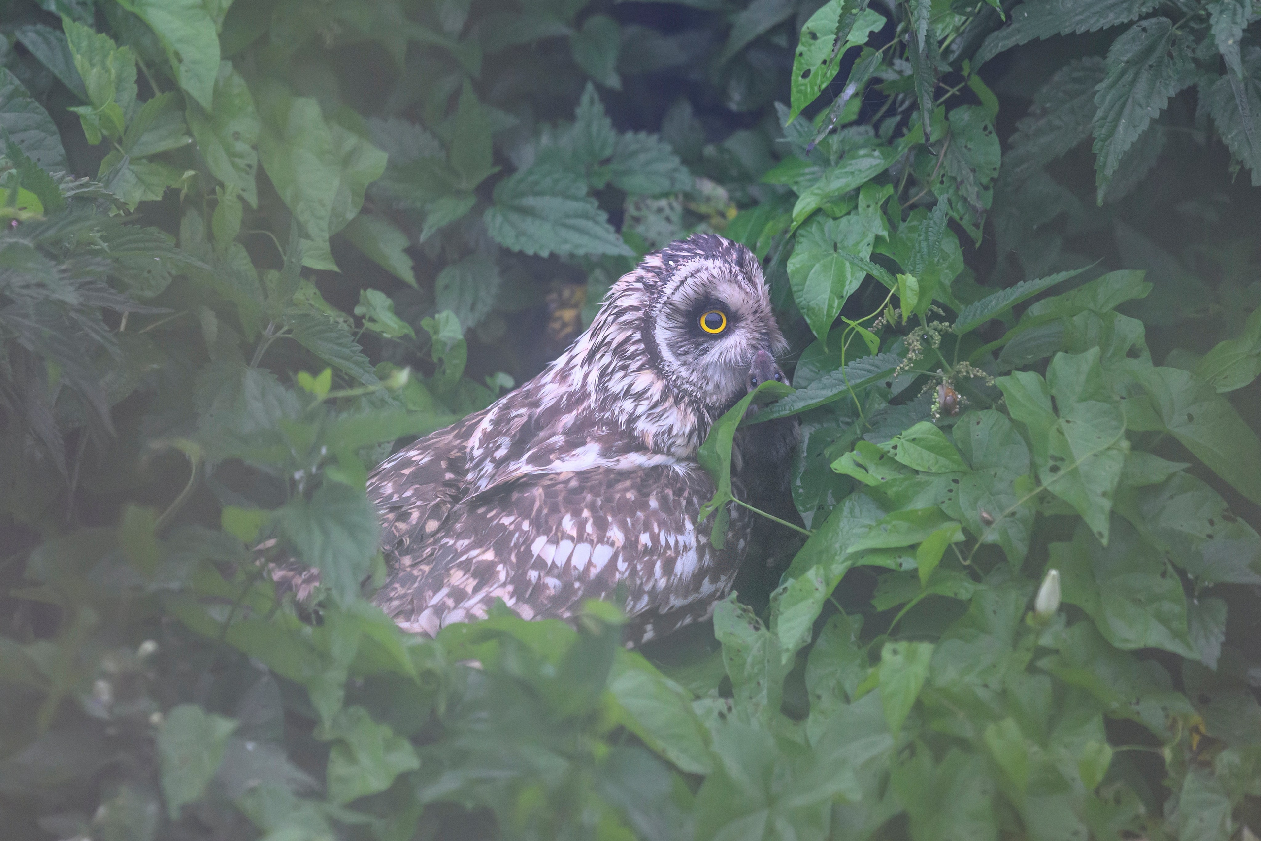 Охота совы и три совенка. Owl hunting and three owlets. Фотограф Сергей Пупонин