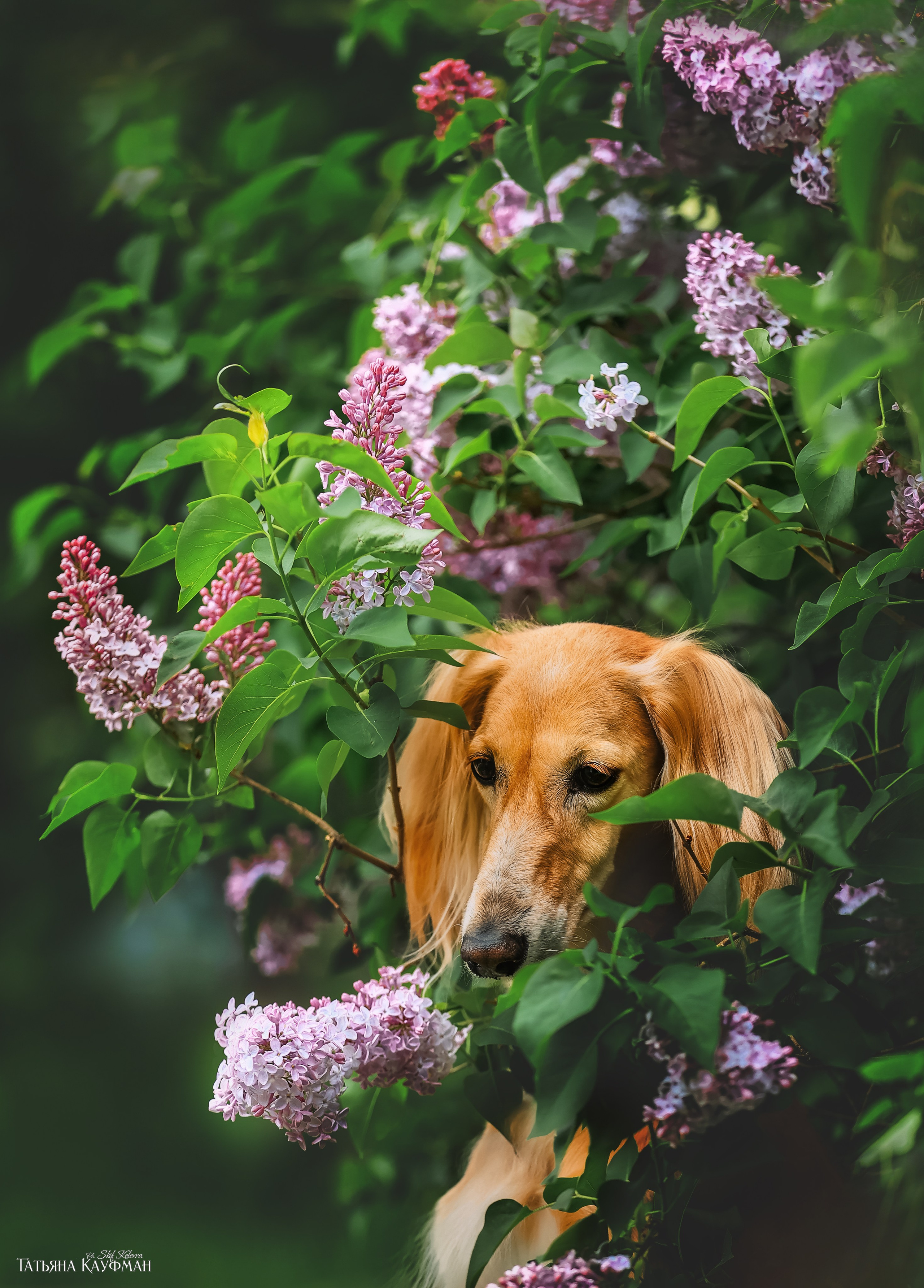 Салюки, фотография салюки, собака в цветах, красивая собака, фотограф анималист, фотокурс Анималистика, научиться фотографировать собак, фотограф Новосибирск