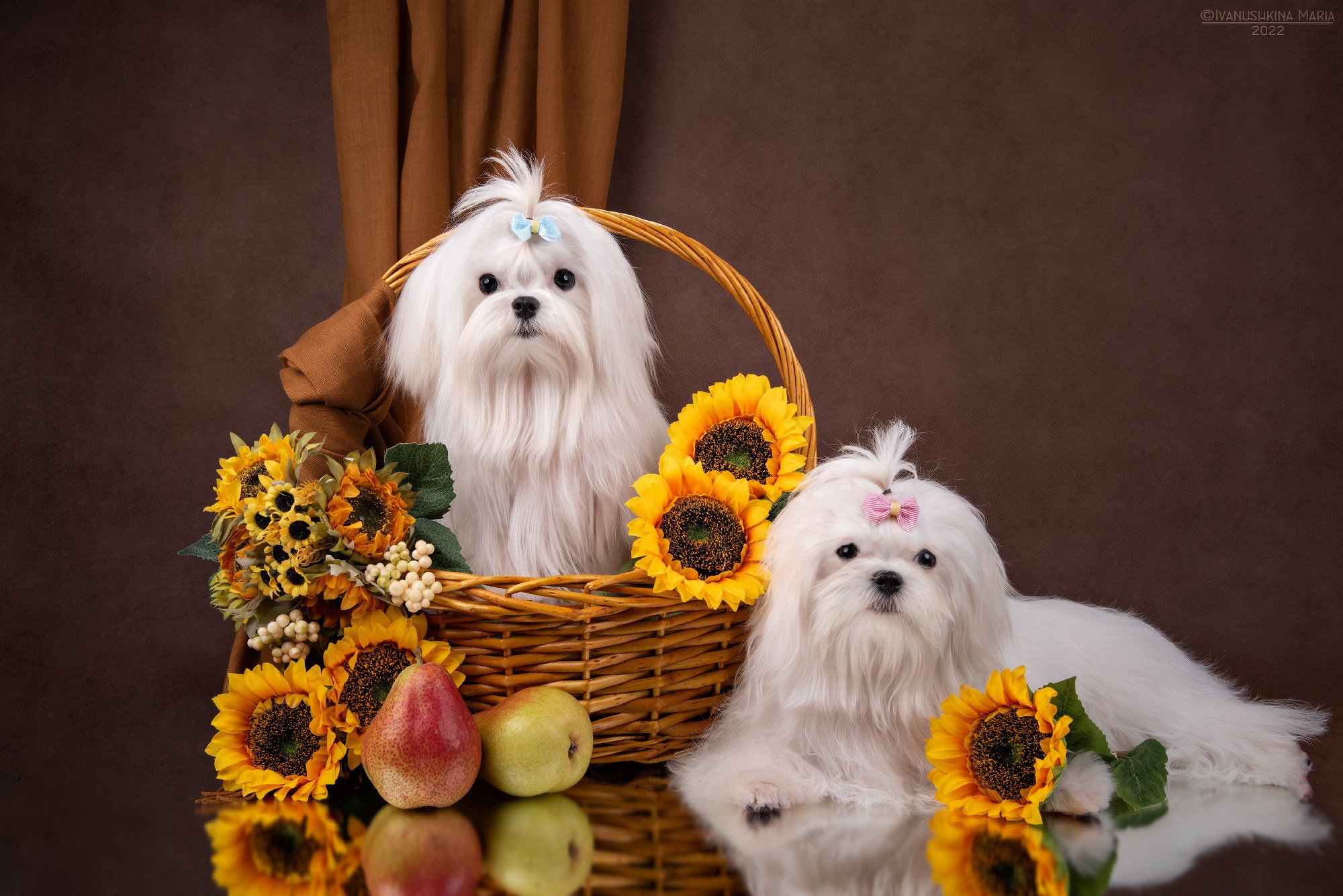 Фотосессия щенков на фонах. Фотограф собак в Москве и Московской области Иванушкина Мария