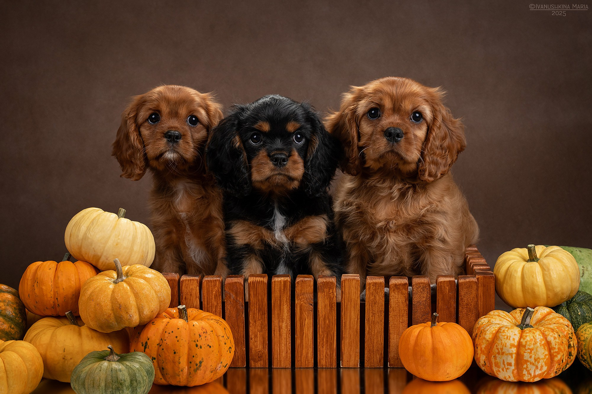 Фотосессия щенков на фонах. Фотограф собак в Москве и Московской области Иванушкина Мария