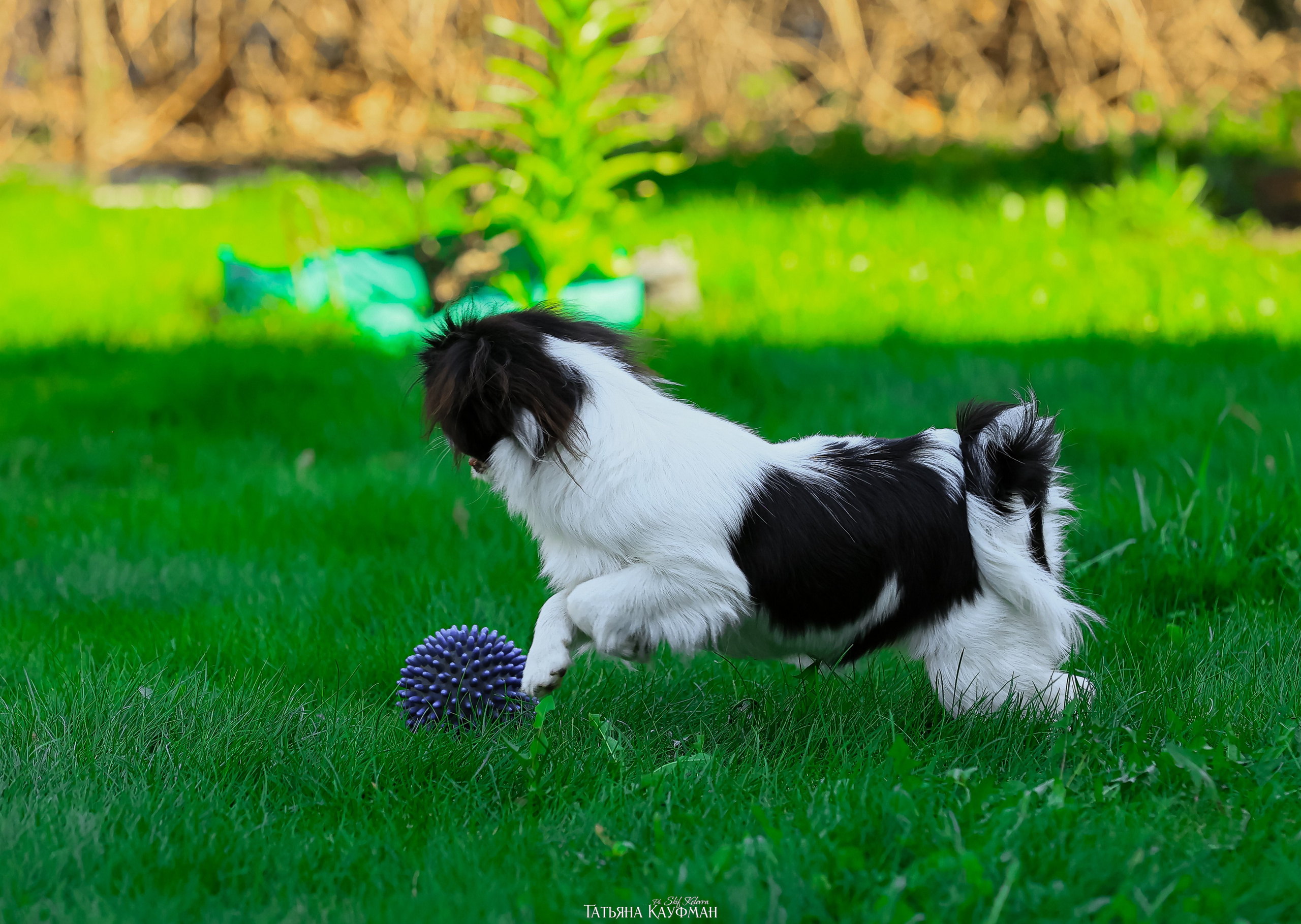 Японский хин, фотография японский хин, собака в цветах, красивая собака, фотограф анималист, фотокурс Анималистика, научиться фотографировать собак, фотограф Новосибирск