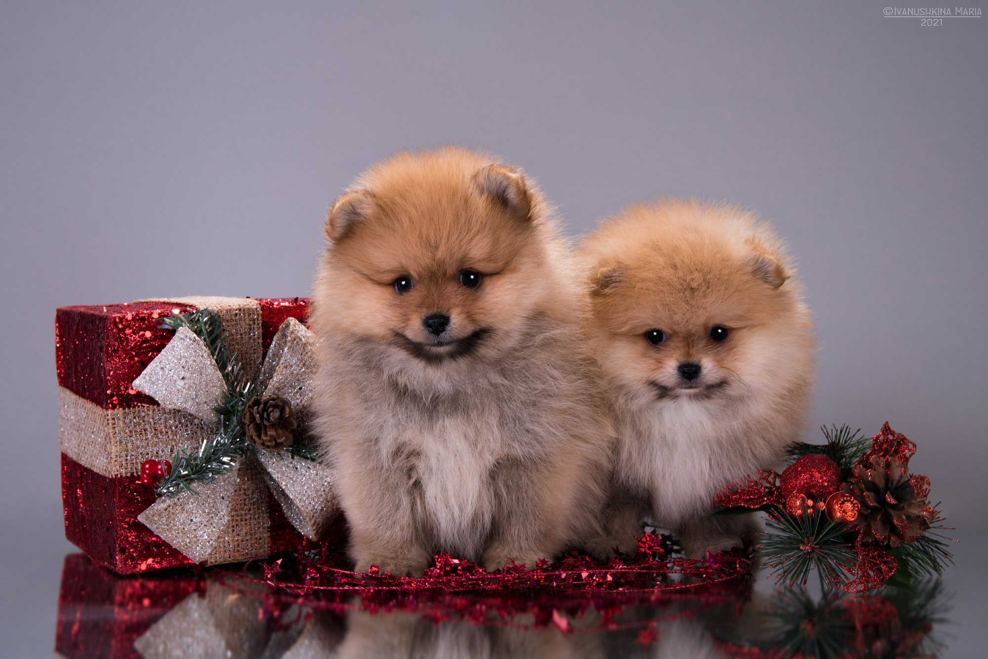 Фотосессия щенков на фонах. Фотограф собак в Москве и Московской области Иванушкина Мария