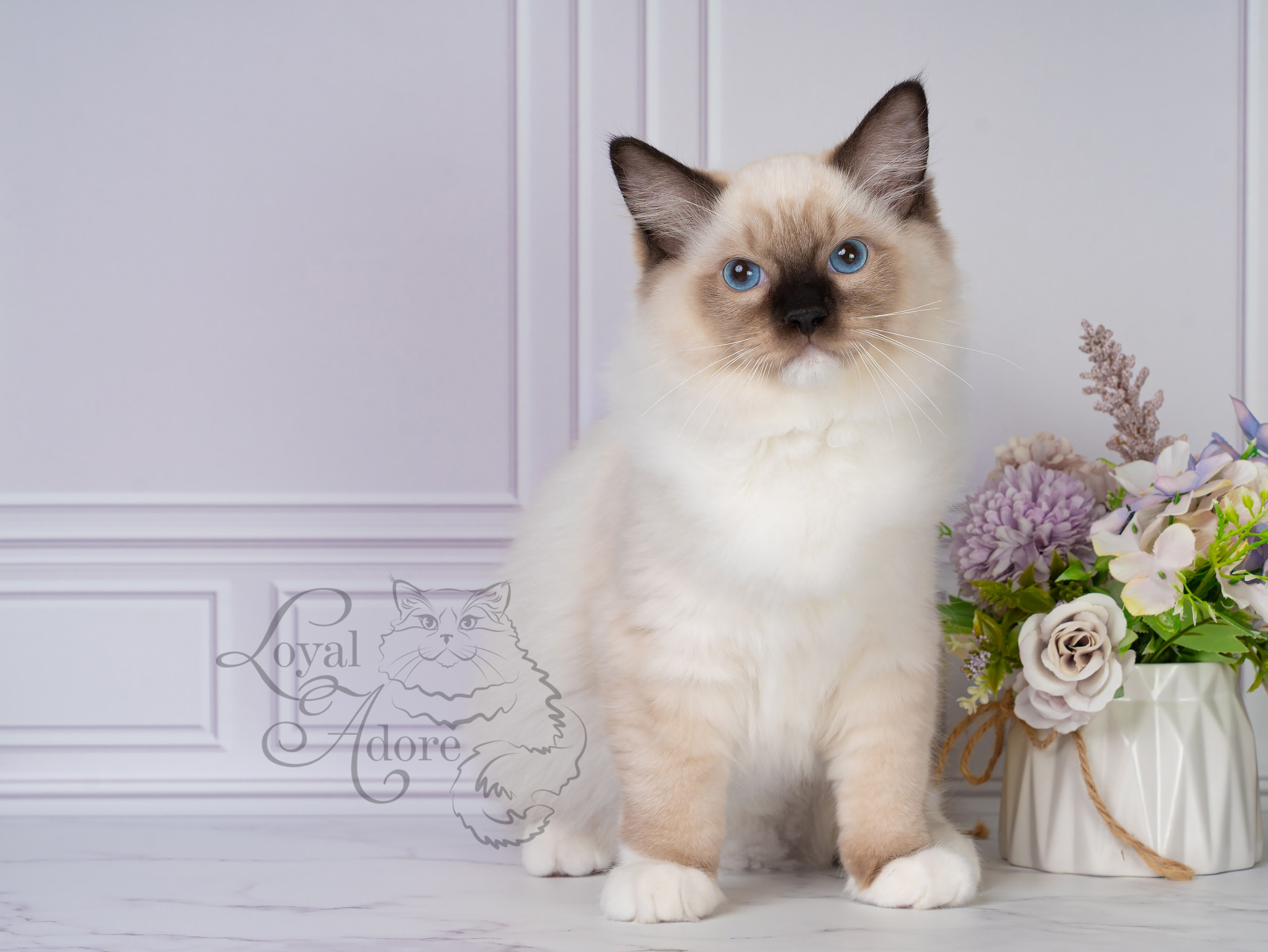 Все свободные котята. Питомник рэгдолл Loyal Adore
