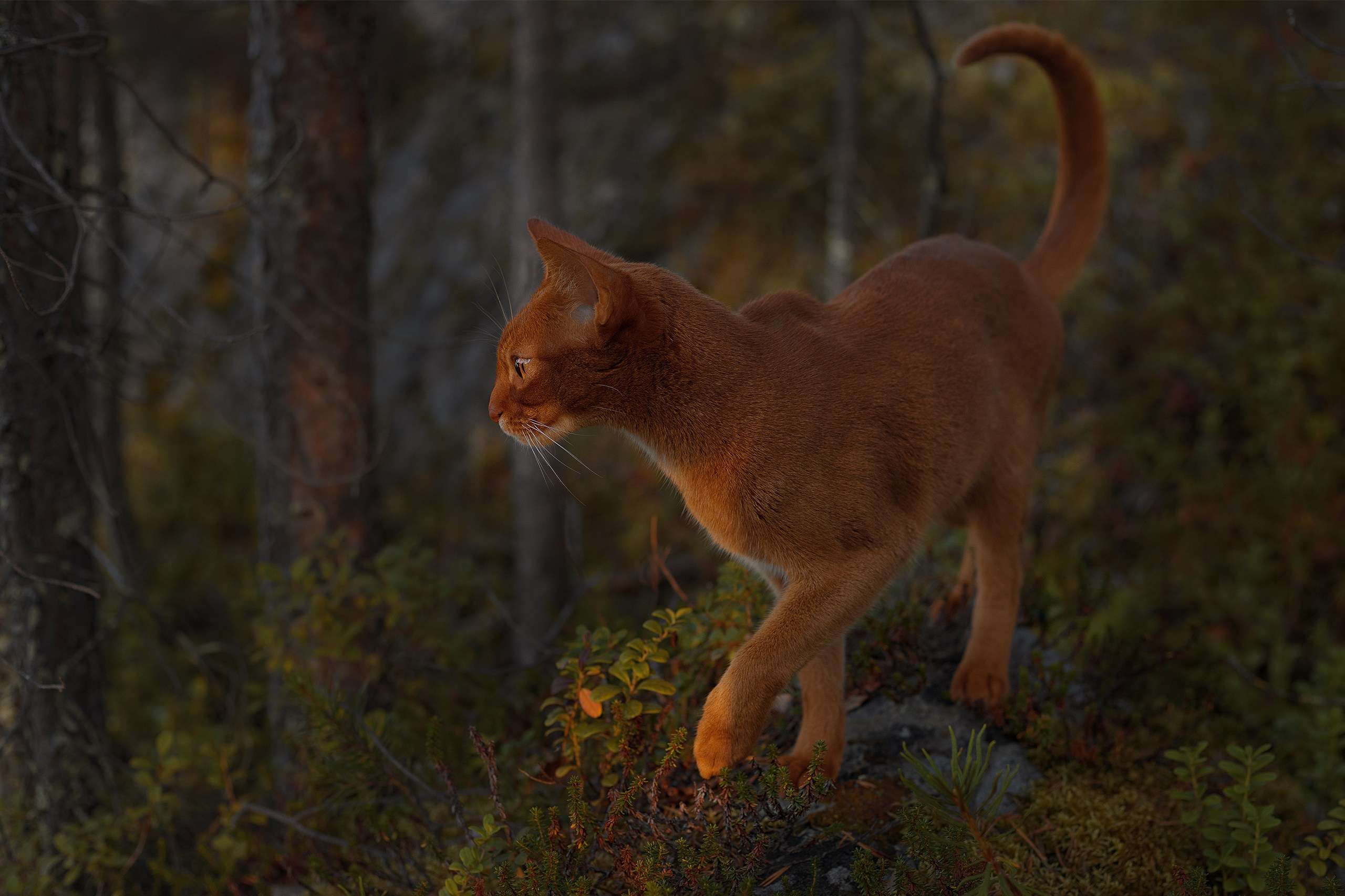 Котики. Сайт фотографа Елены Михайловой. Фотосессии на пленэре в Сестрорецке