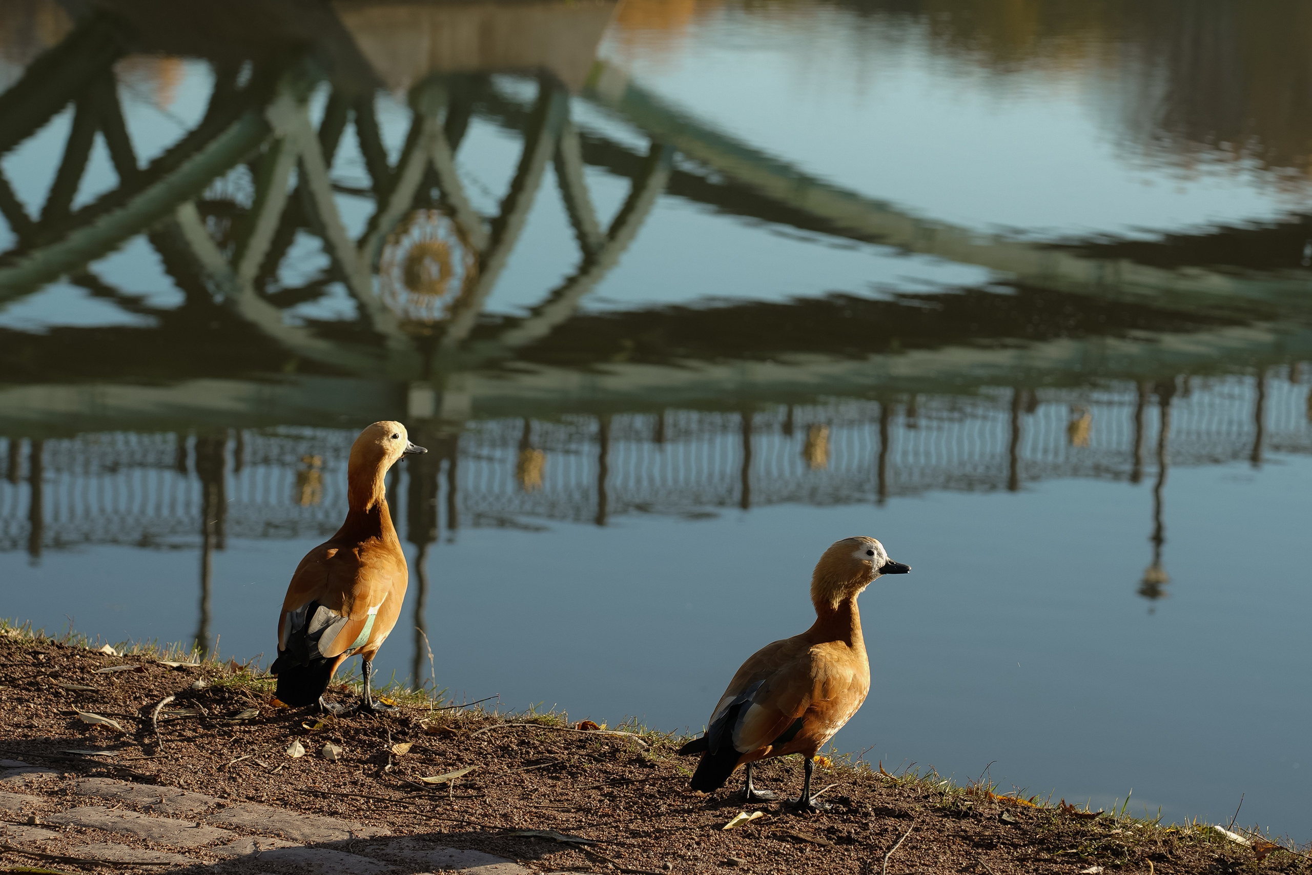 природв уточки на пруду