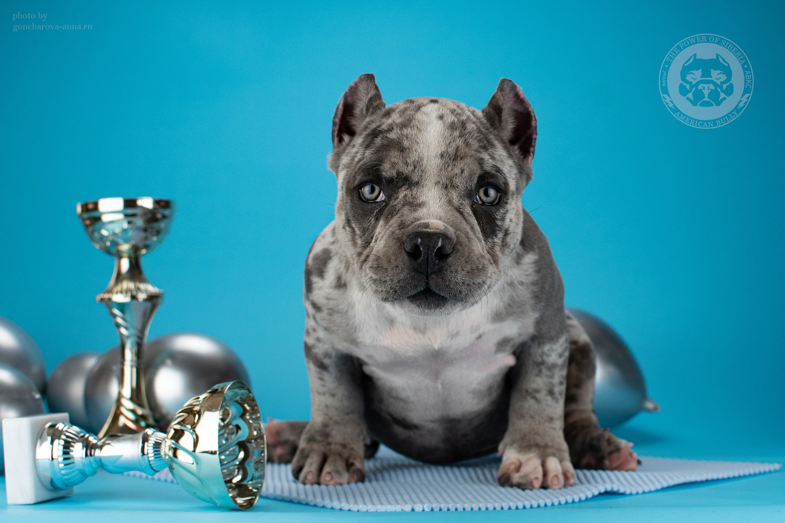 кобель на вязку Американский булли в Уфе