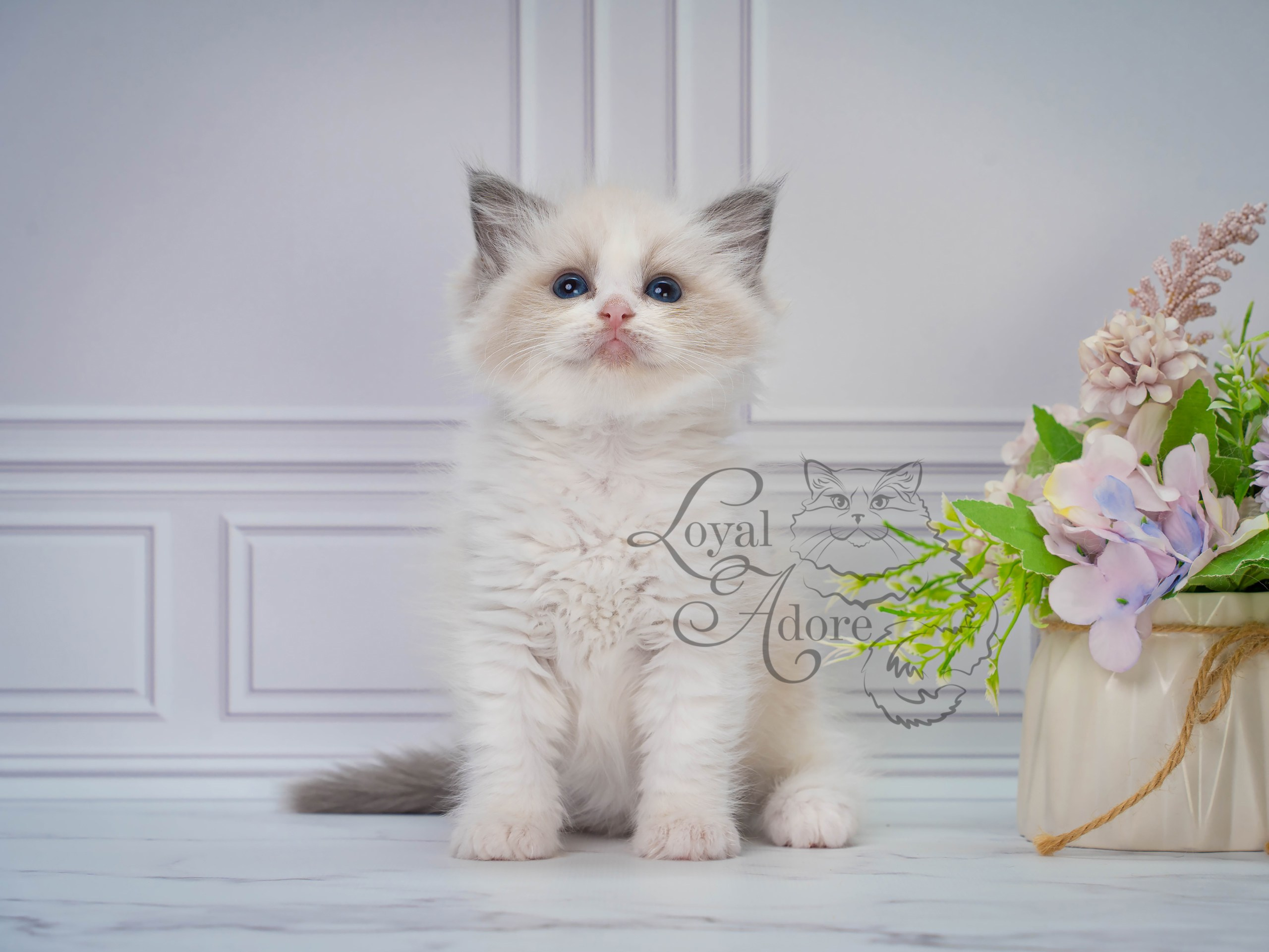 Котята рэгдолл от Loyal Adore. Питомник рэгдолл Loyal Adore