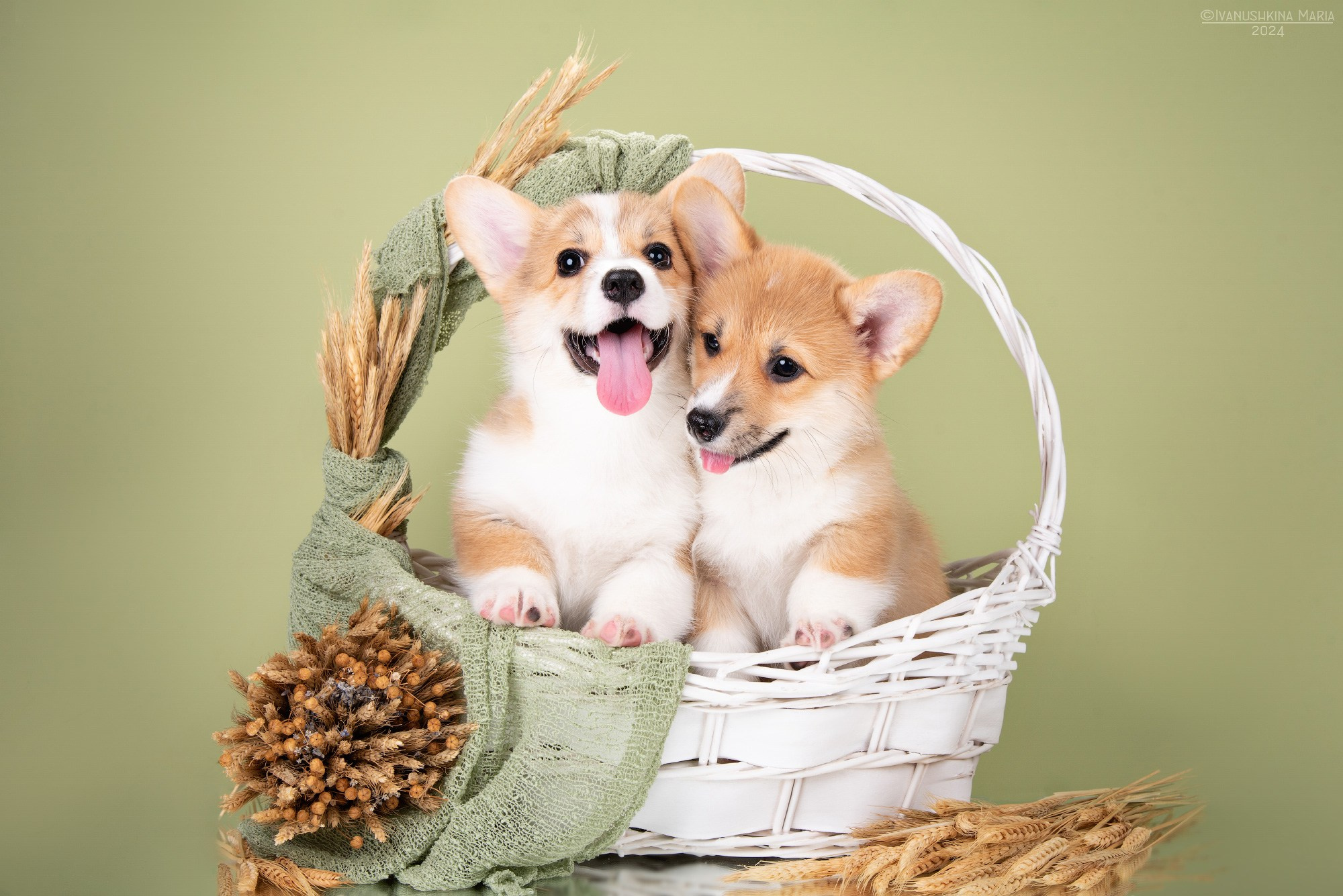 Фотосессия щенков на фонах. Фотограф собак в Москве и Московской области Иванушкина Мария